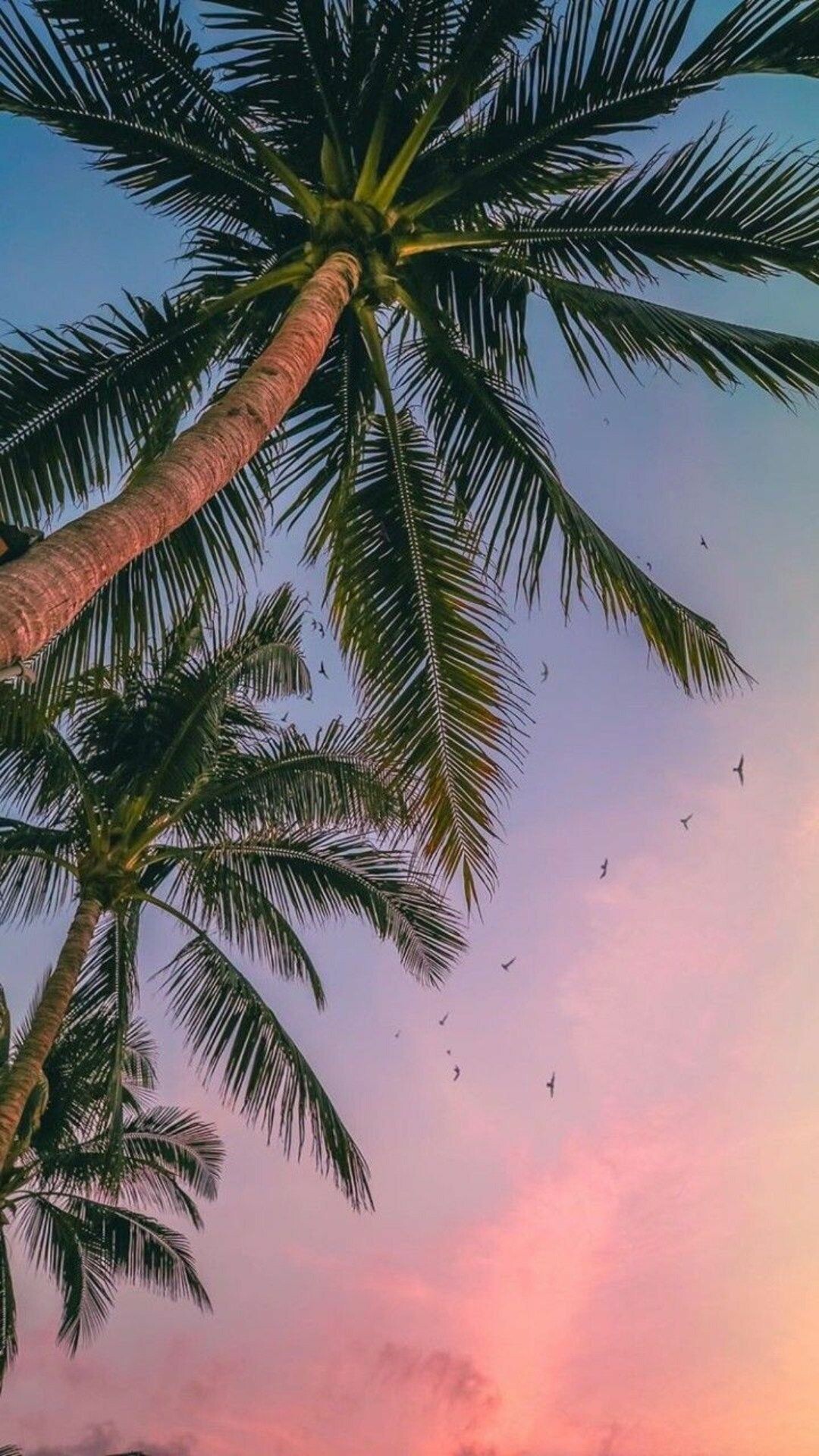 Palm Tree: A group of over 200 genera, or groupings, composed of around 2600 individual species of tree or shrub. 1080x1920 Full HD Wallpaper.