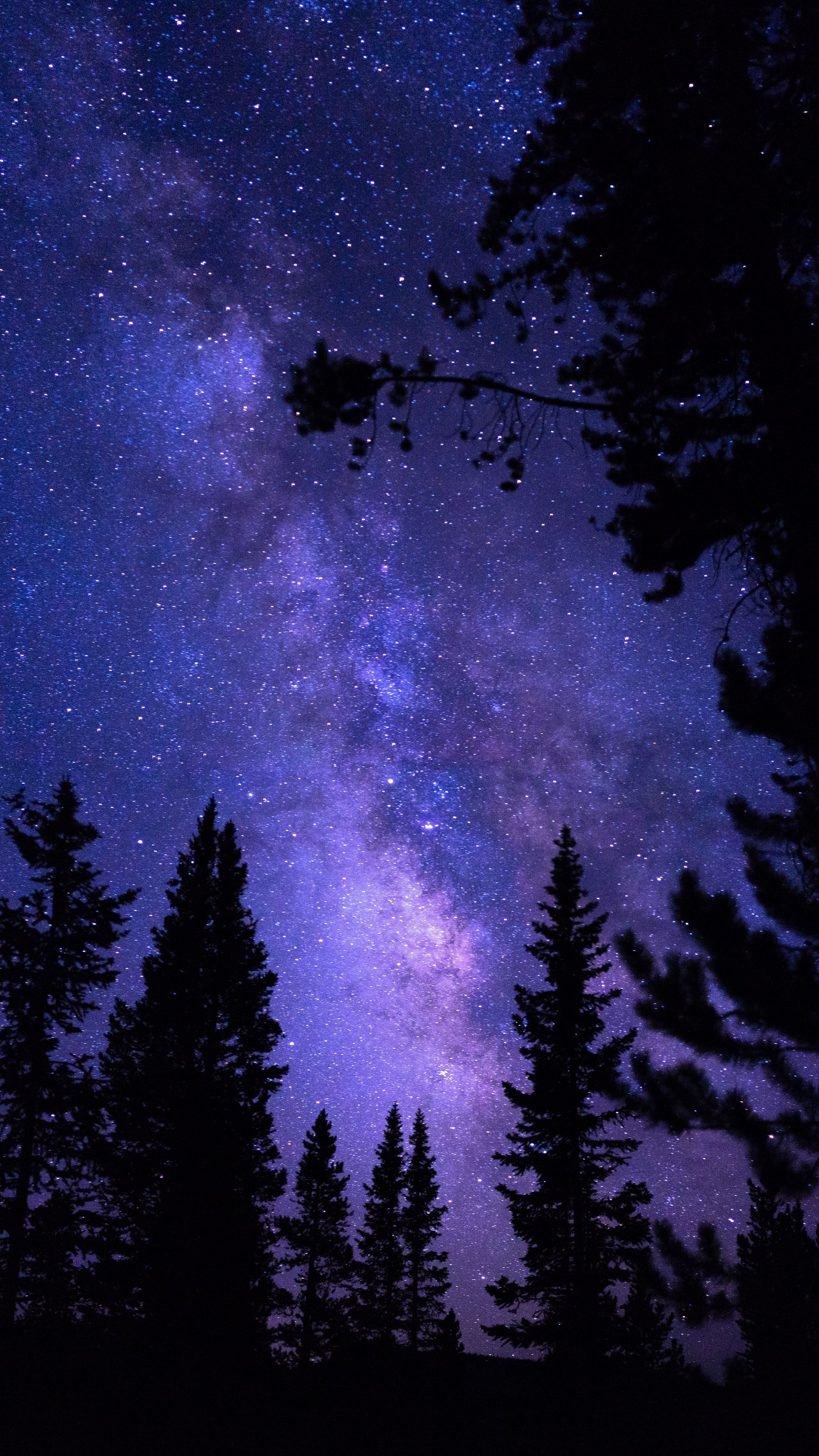 Night Sky, Galaxy trees, Celestial wonder, Cosmic beauty, 2160x3840 4K Phone
