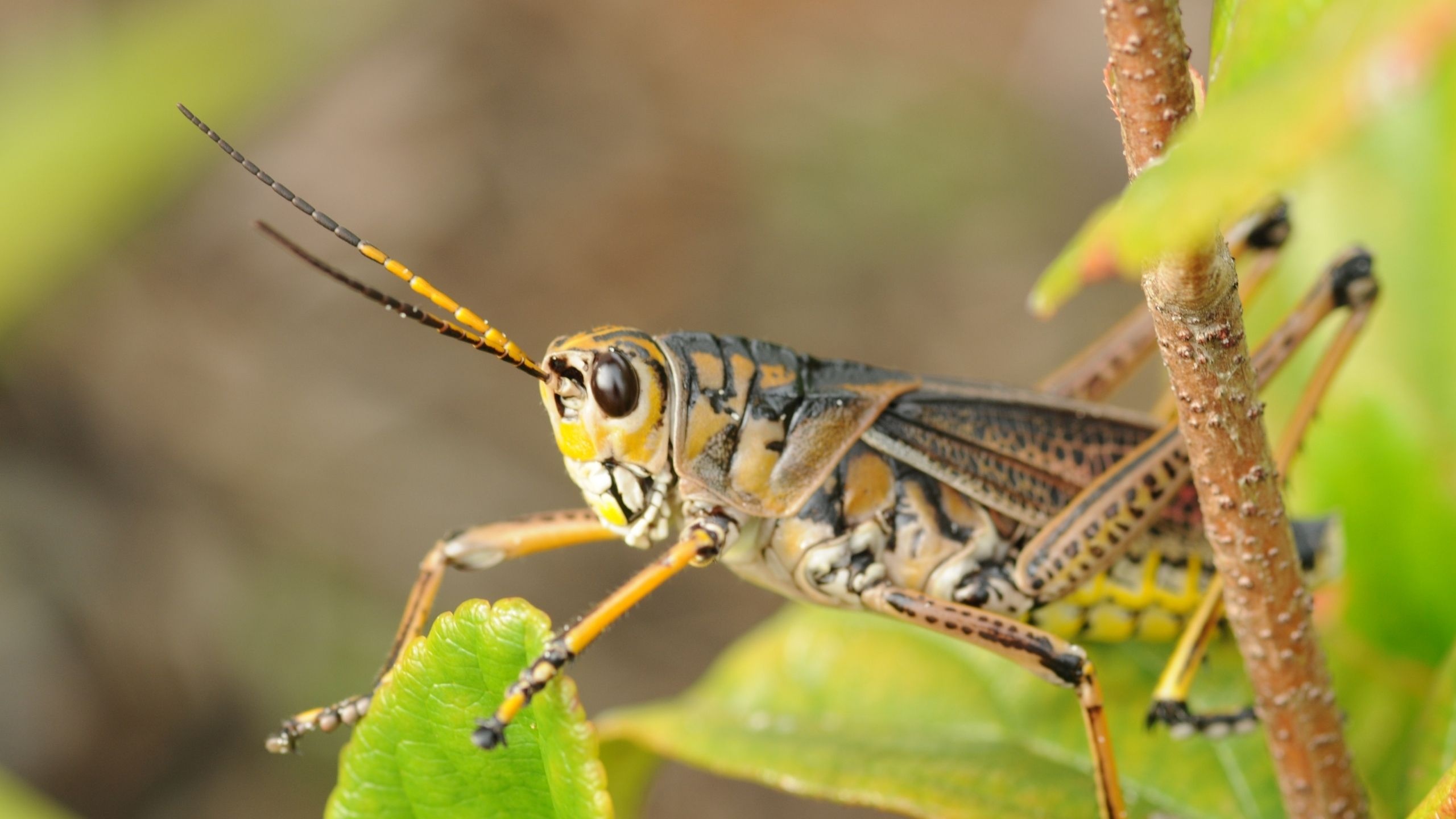 Grasshoppers, Usu, Wildlife, Nature, 2560x1440 HD Desktop