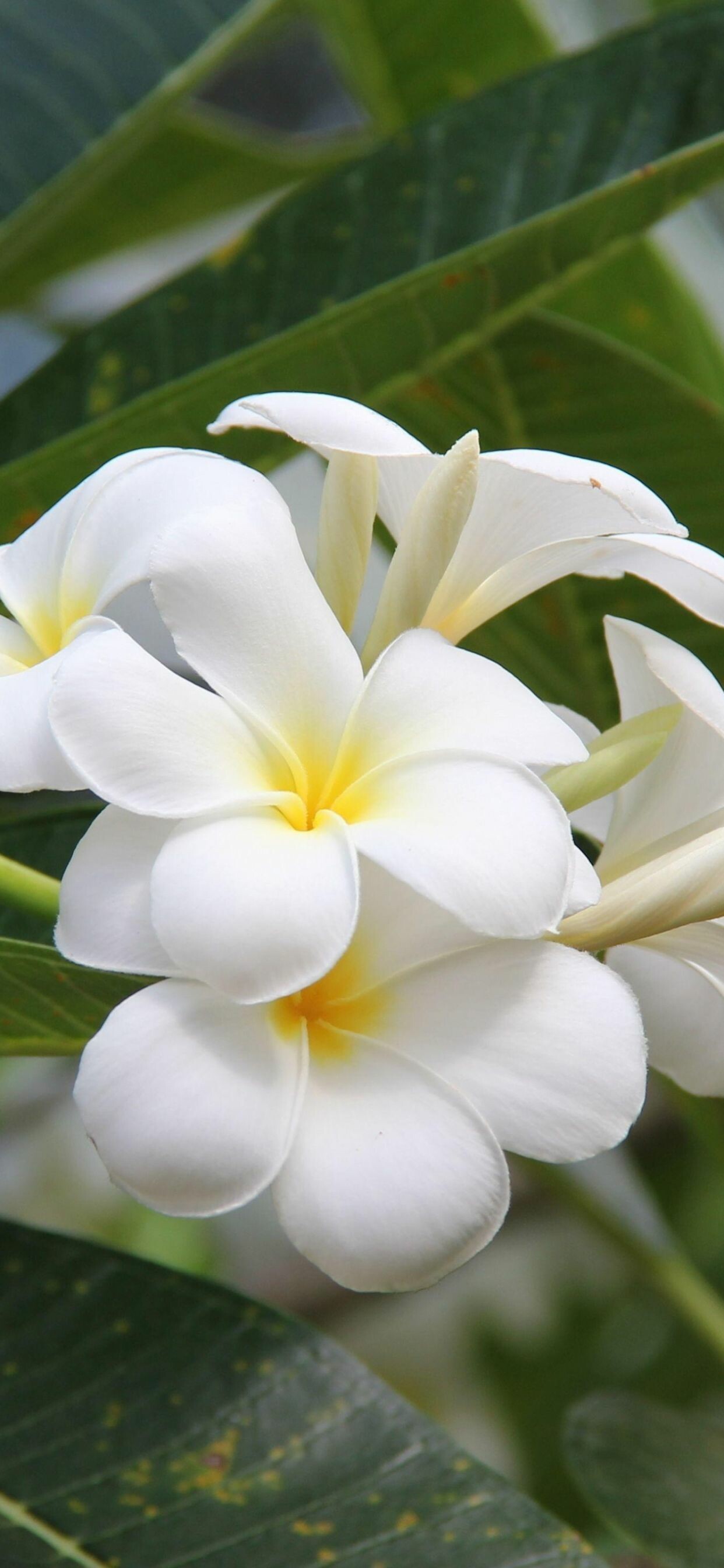 Frangipani Flower: The stiff, leathery leaves are up to 30cm long and 10cm wide, ovate to oblong with a pointed apex and a prominent marginal vein, and leaves clustered towards the ends of the branches. 1250x2690 HD Wallpaper.