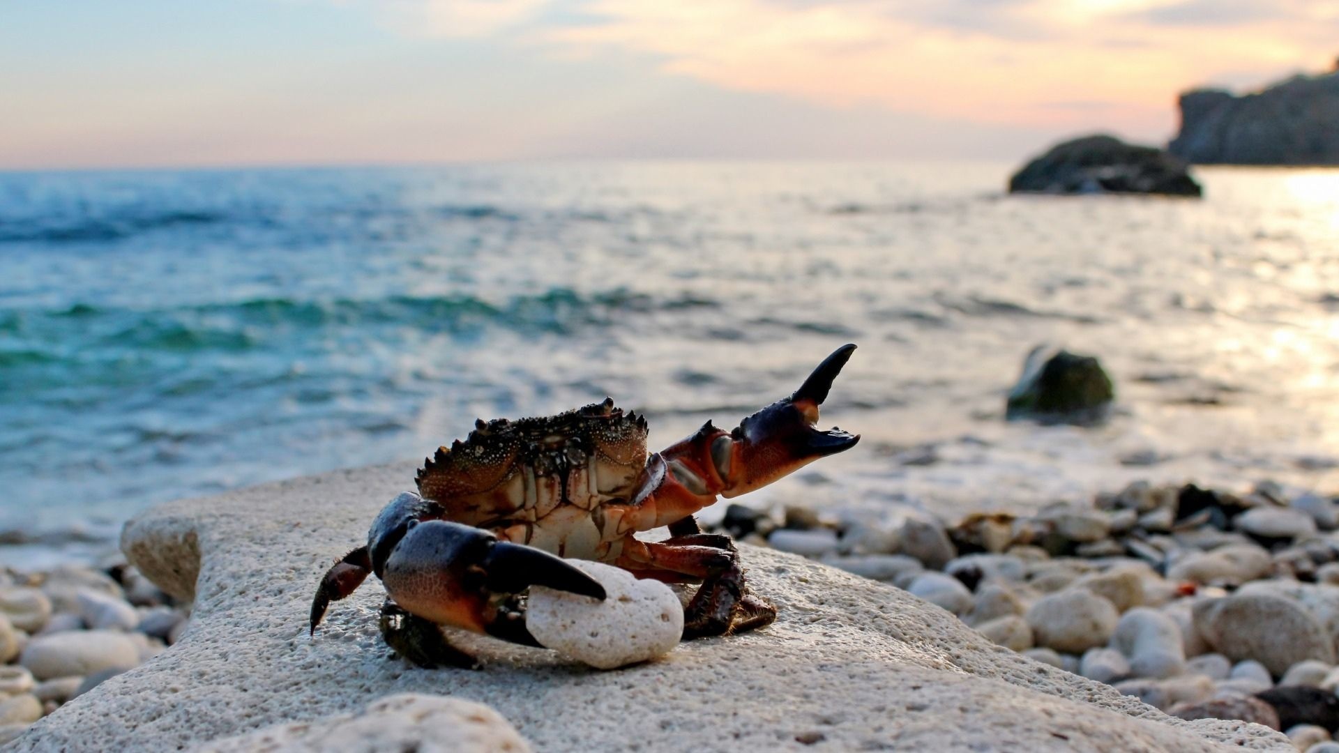 Crab: Beach, Are arthropods and have segmented appendages. 1920x1080 Full HD Background.