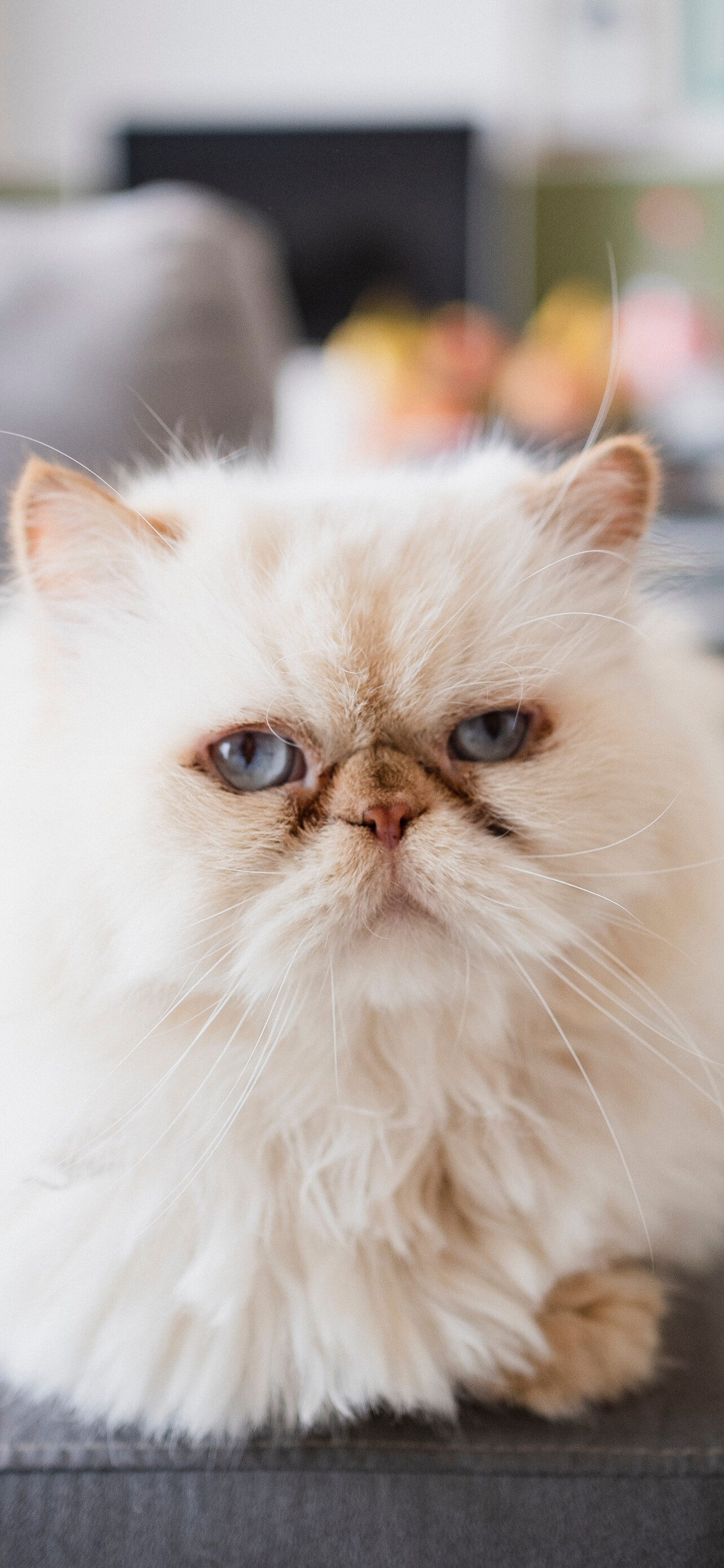 Persian Cat: Known for its flat face and silky coat, Domestic animal. 1290x2780 HD Wallpaper.