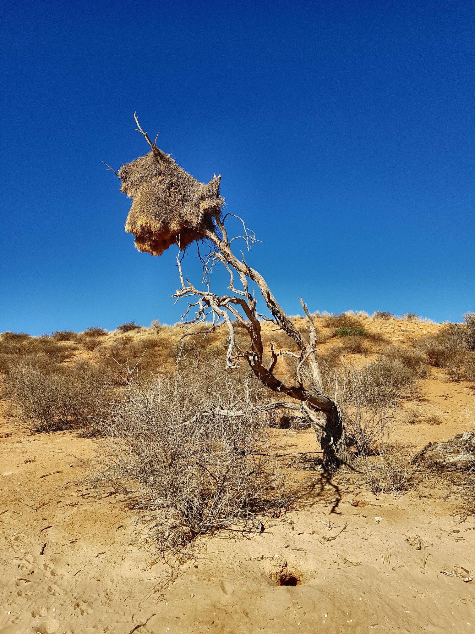 Kalahari Desert, South Africa, RDesertPorn, Travels, 1520x2020 HD Phone