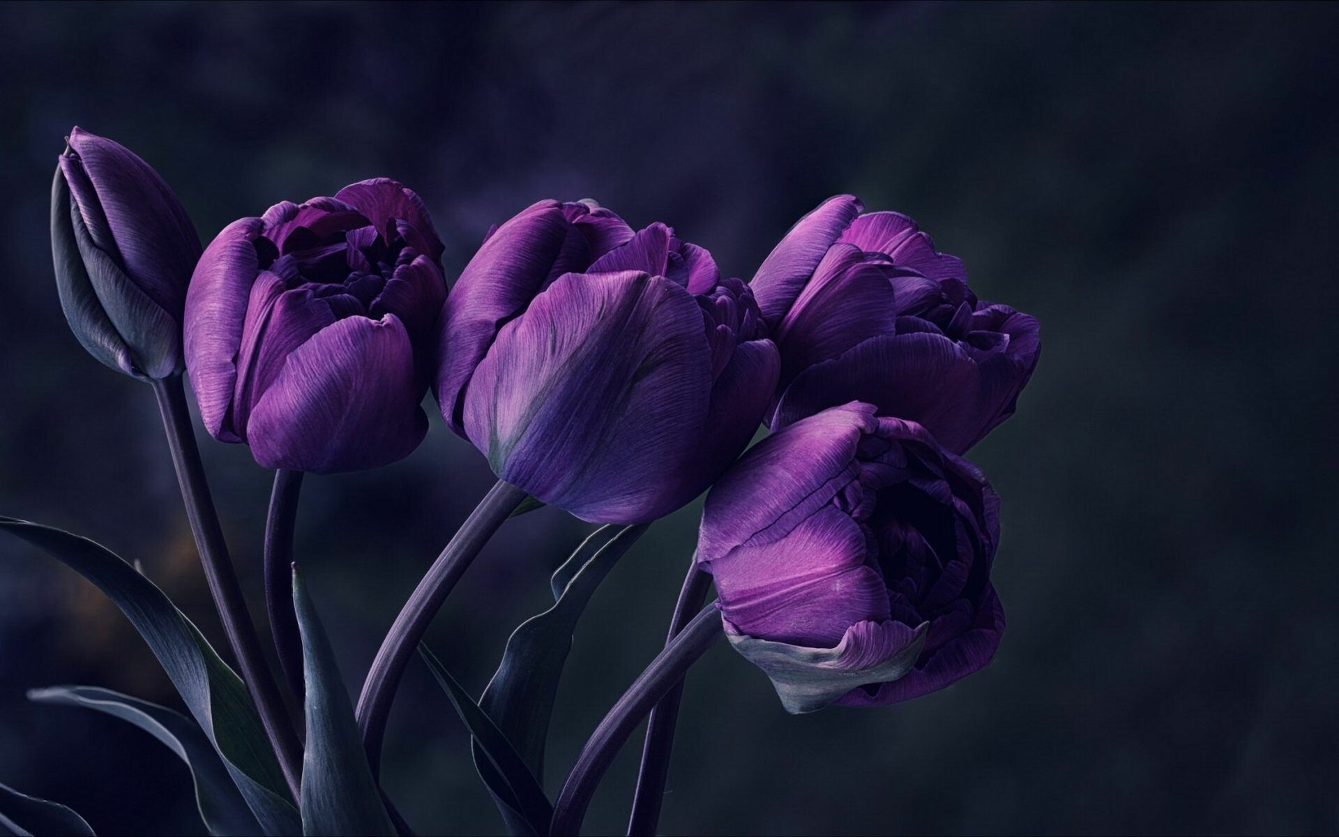 Tulip: Tulipanin is an anthocyanin found in tulips, It is the 3-rutinoside of delphinidin. 1920x1200 HD Wallpaper.