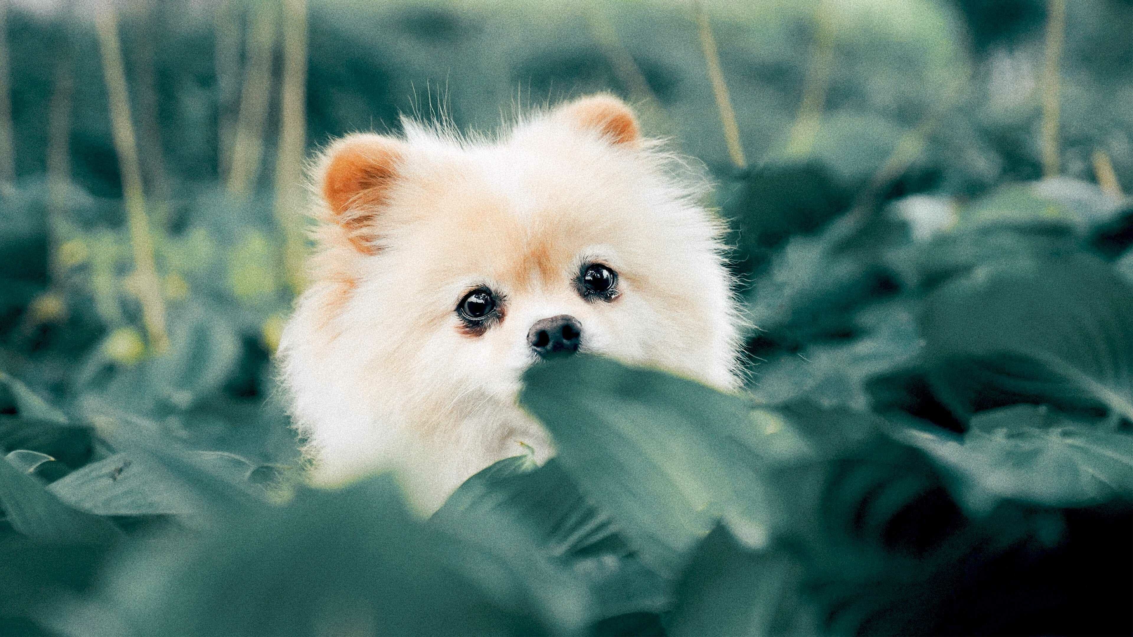 Puppy: Dog, Spitz, One of the first domesticated animals. 3840x2160 4K Wallpaper.