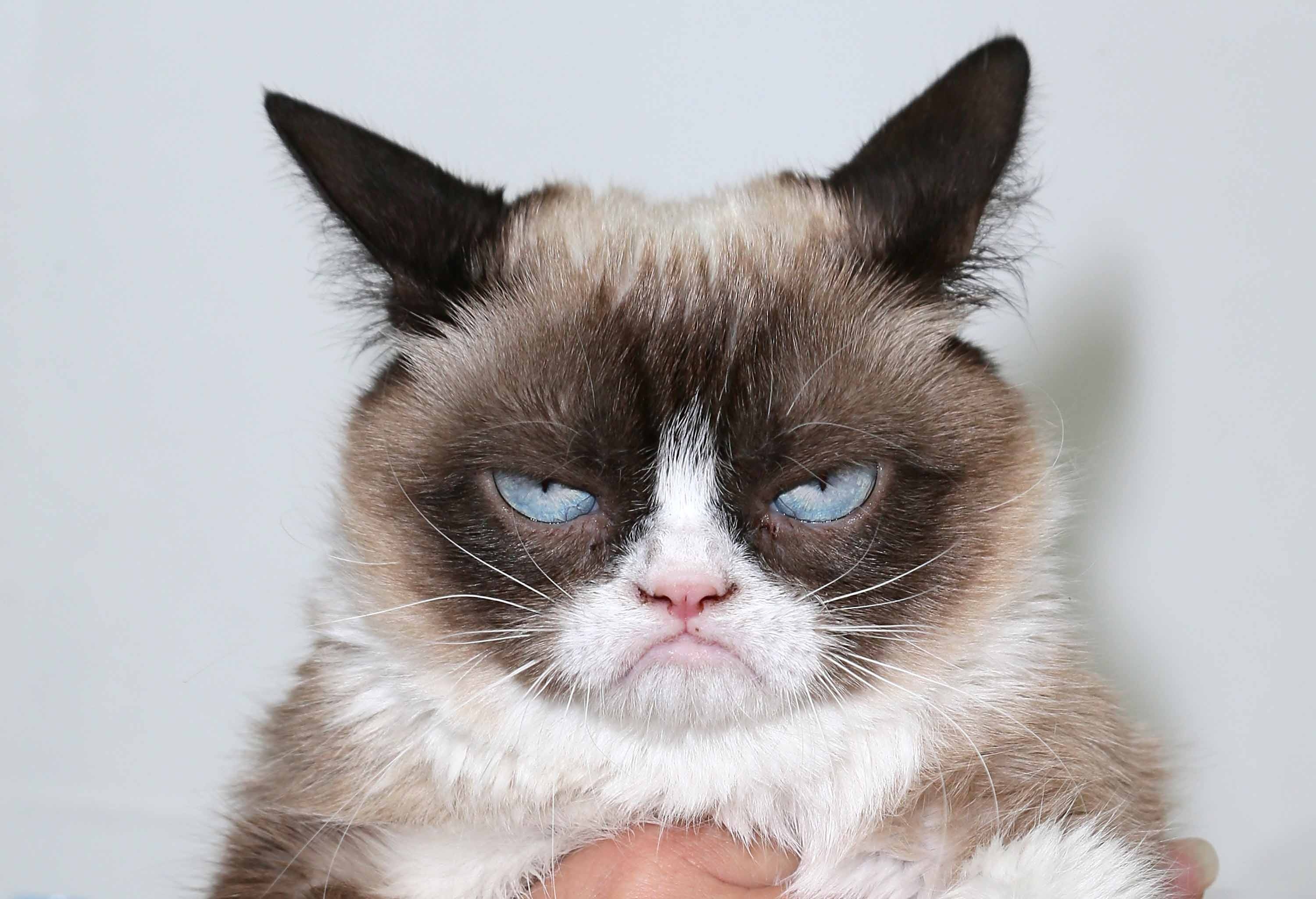 Grumpy Cat, Internet celebrity, Ryan Simpson's post, Famous feline, 3000x2050 HD Desktop