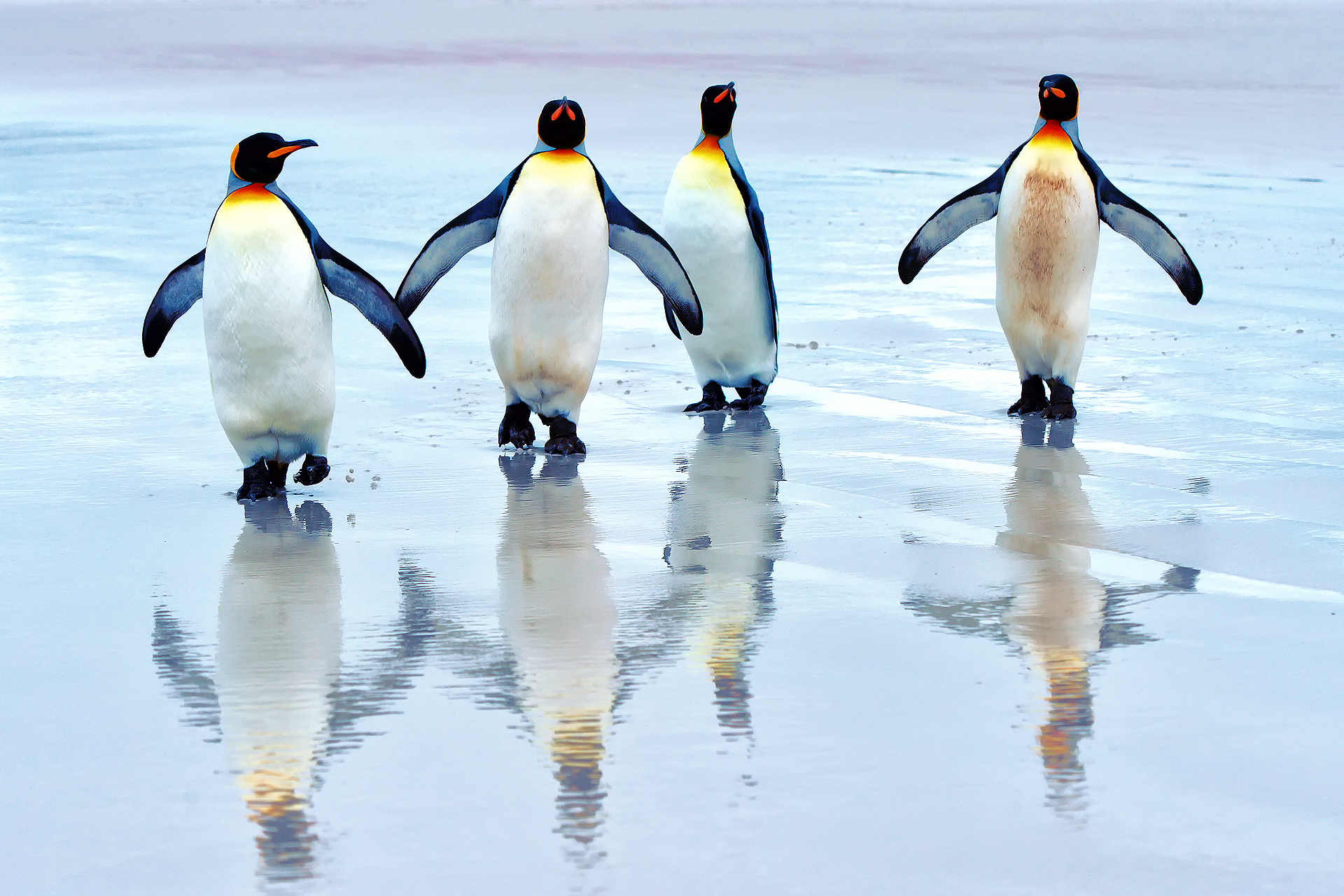 Artistic penguin wallpaper, High-resolution image, Eye-catching visuals, Stunning creation, 1920x1280 HD Desktop