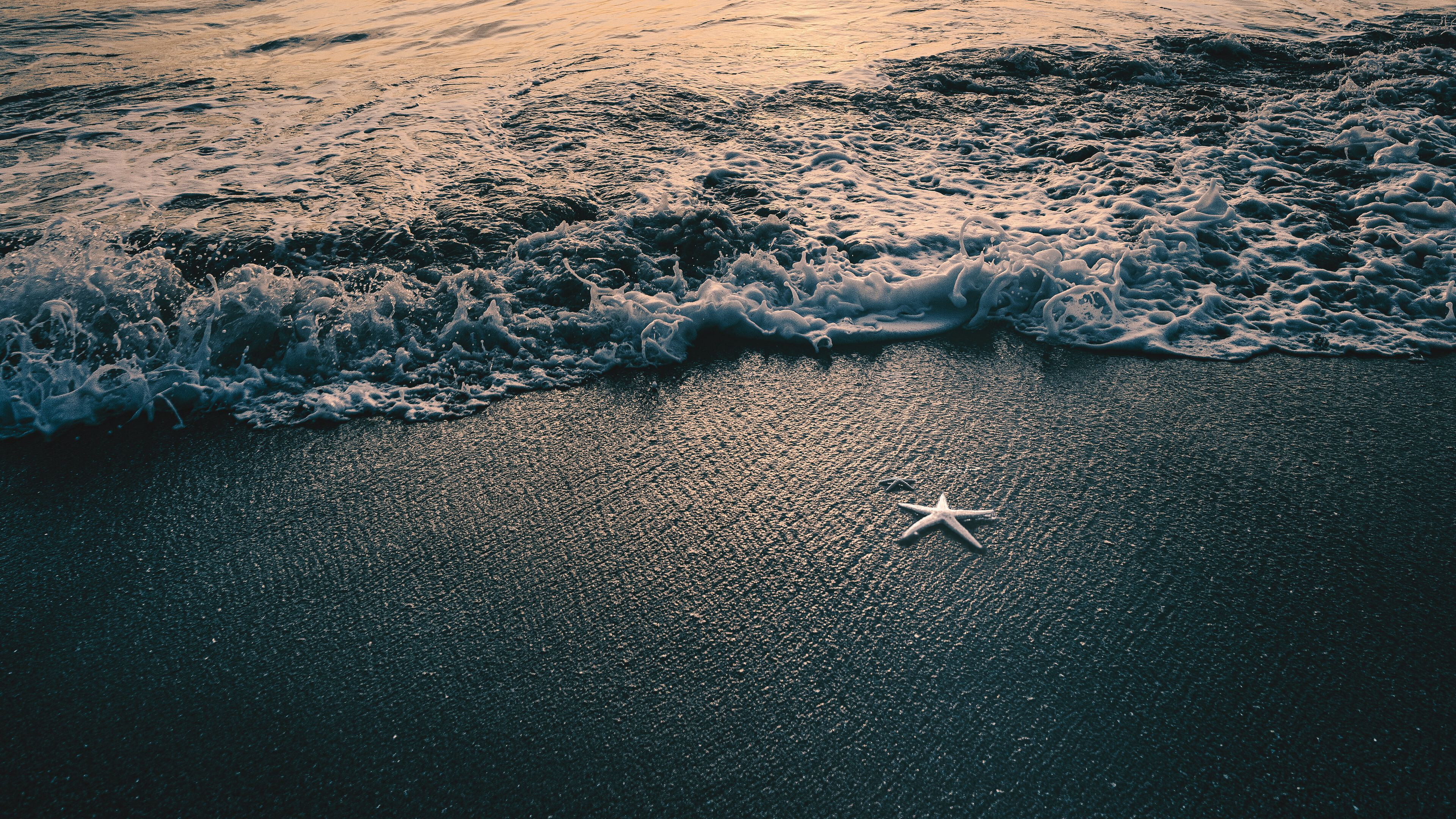 Starfish: Beach 4k Ultra HD Wallpaper | Background Image | . 3840x2160 4K Background.