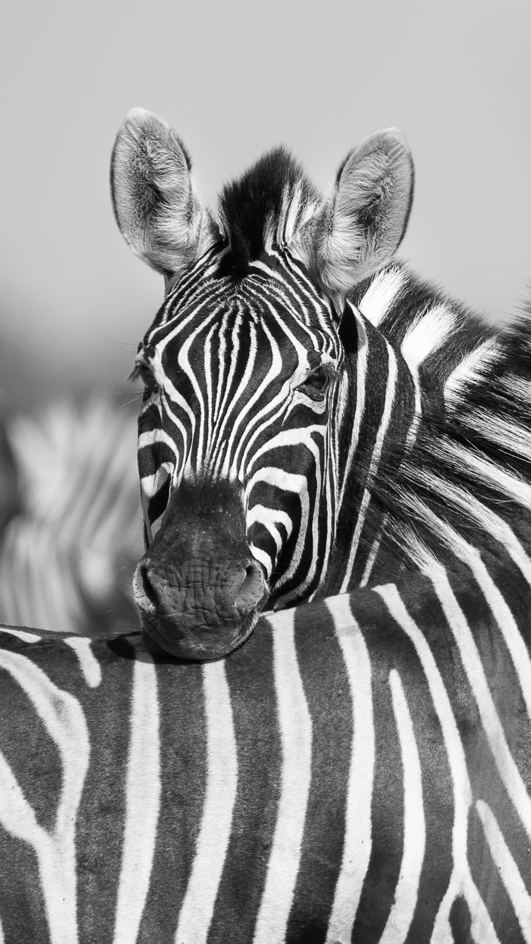 Striped beauty, African wildlife, Unique markings, Nature's marvel, 1080x1920 Full HD Phone