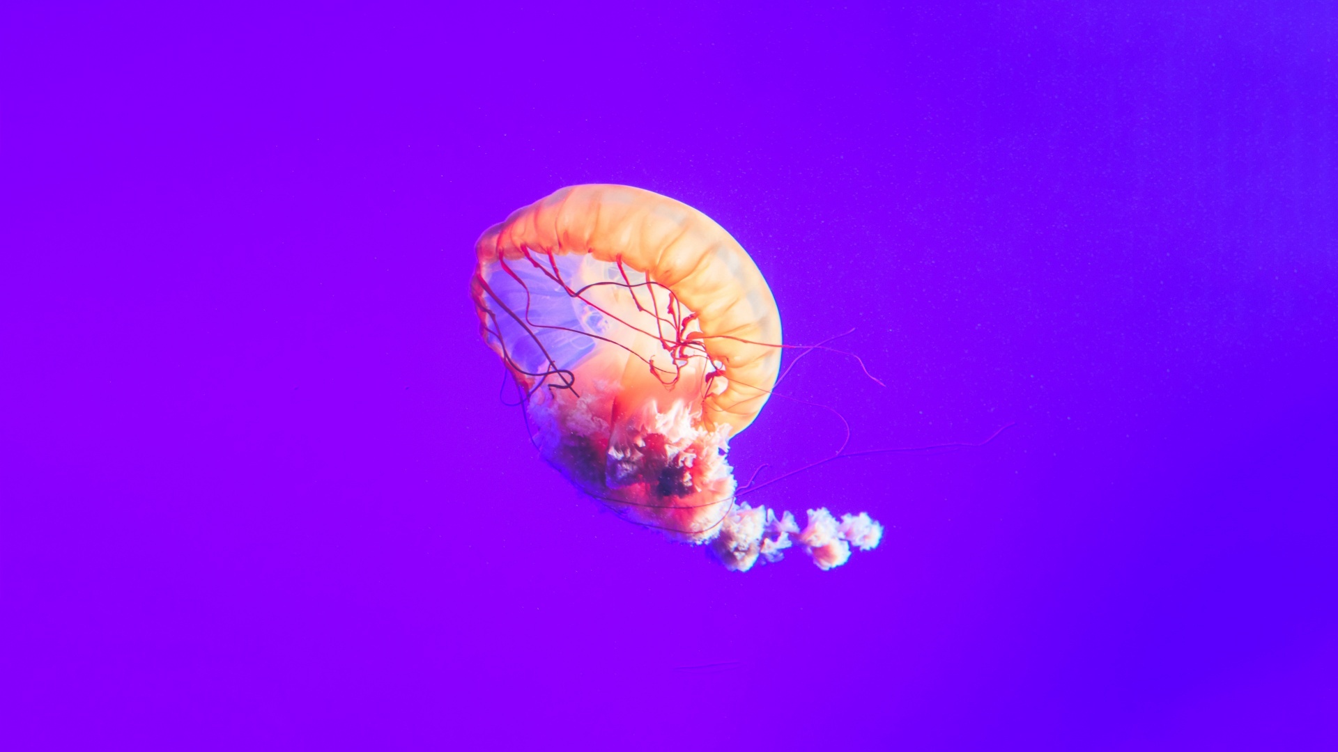 Animals in jellyfish, Nature's marvels, Underwater kingdom, Captivating creatures, 1920x1080 Full HD Desktop