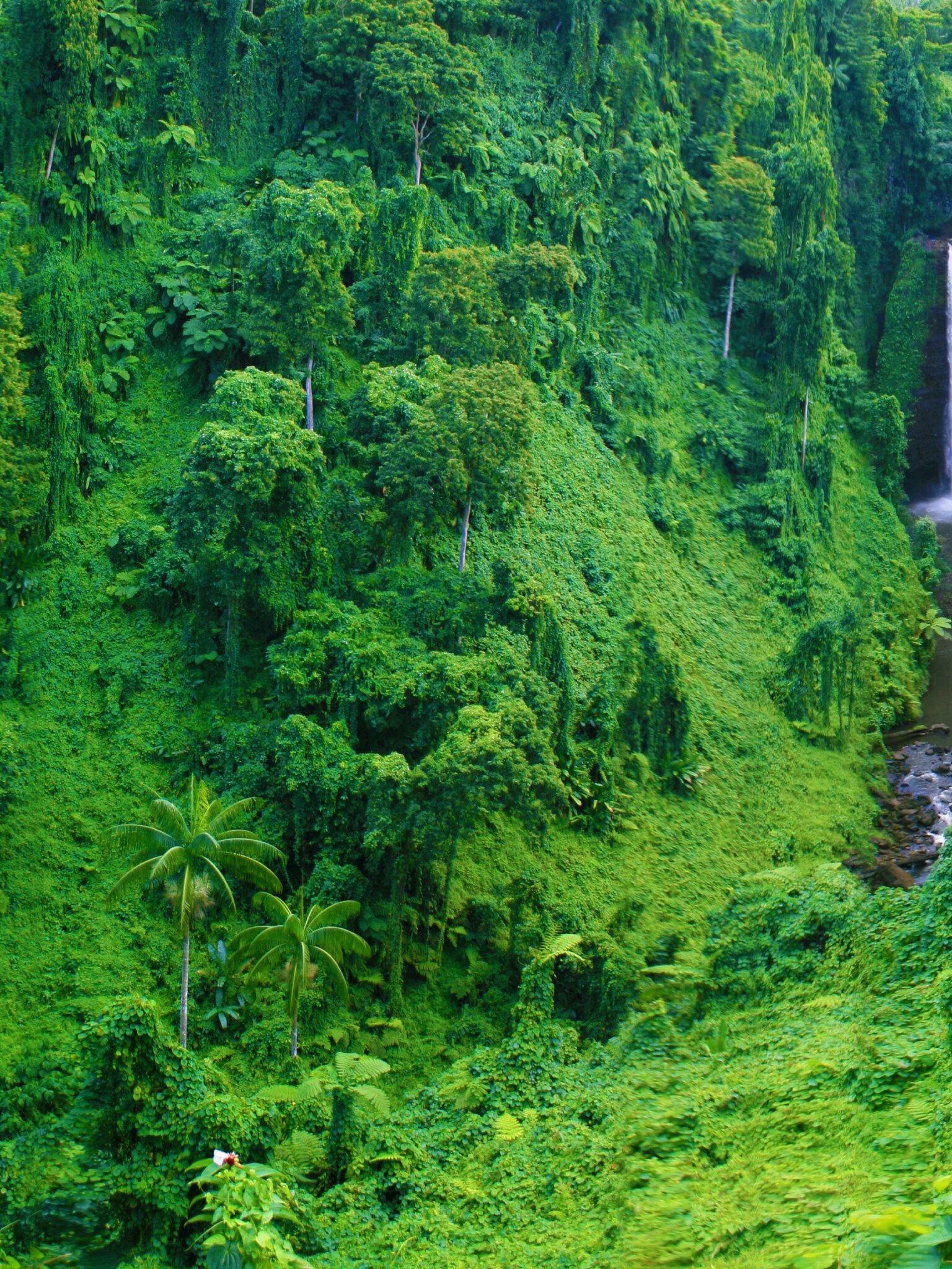 Jungle: Waterfall, Amazon rainforest, Natural surroundings, Green terrain. 1540x2050 HD Wallpaper.