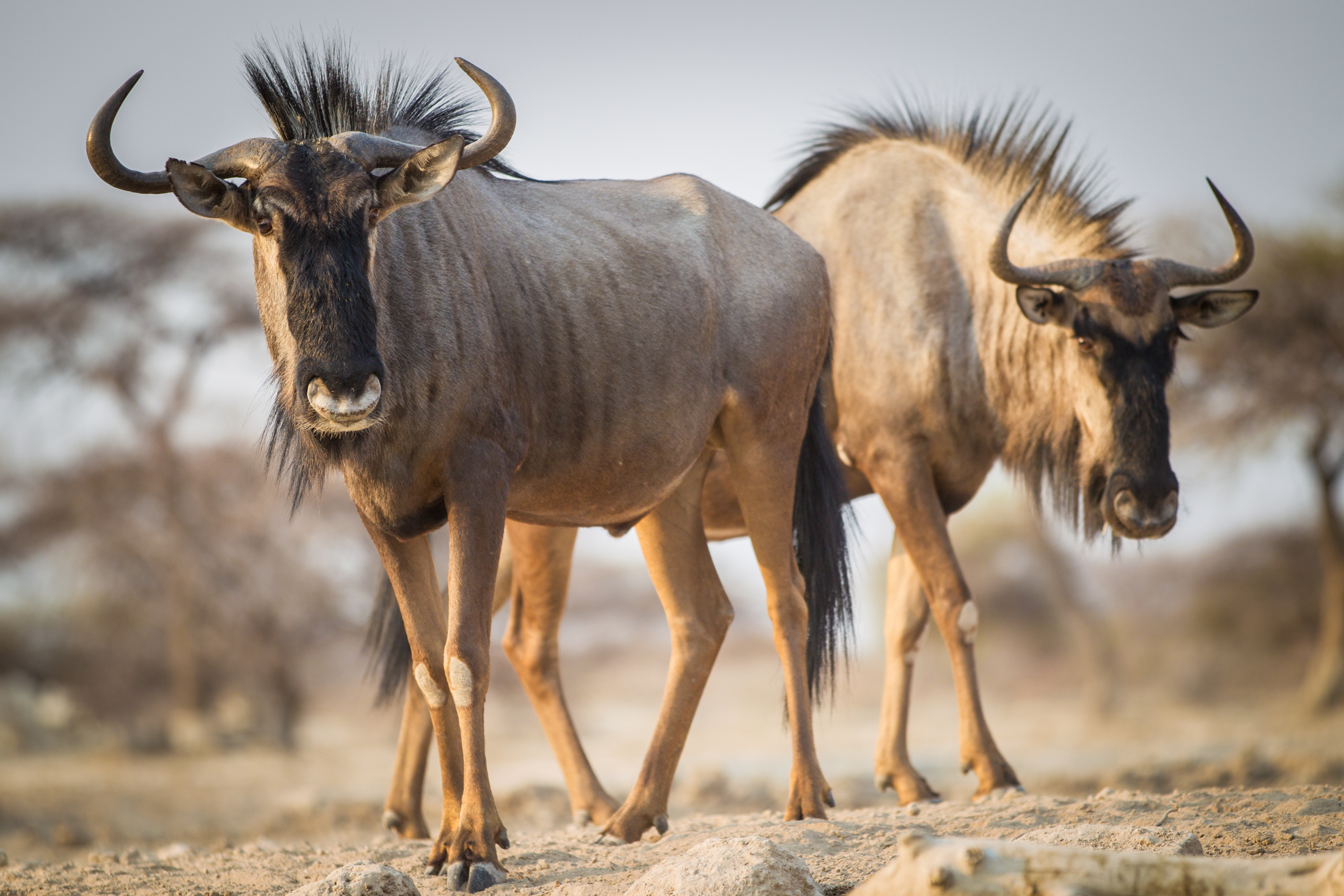 Etosha National Park, Namibian highlights, Guided safari, Yellow zebra safaris, 2200x1470 HD Desktop