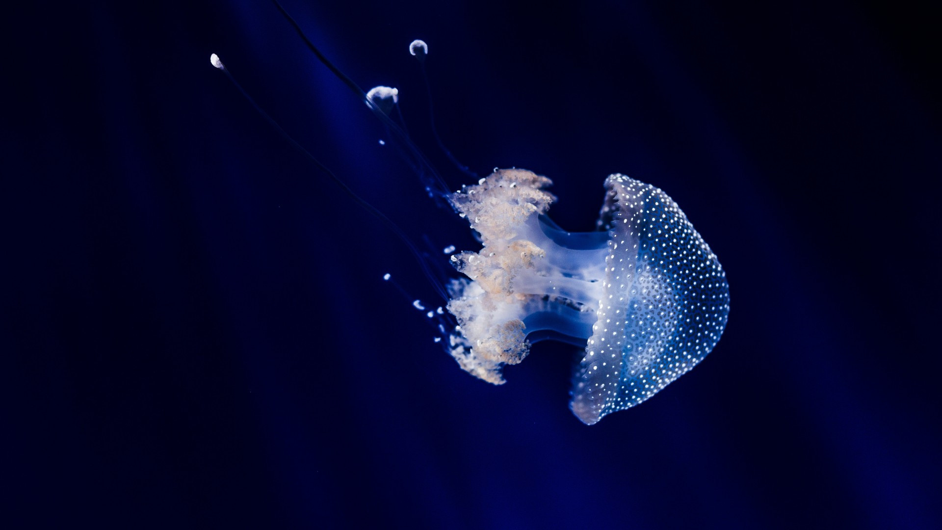 Underwater jellyfish wallpapers, Wide-screen imagery, Marine beauty, Captivating backgrounds, 1920x1080 Full HD Desktop