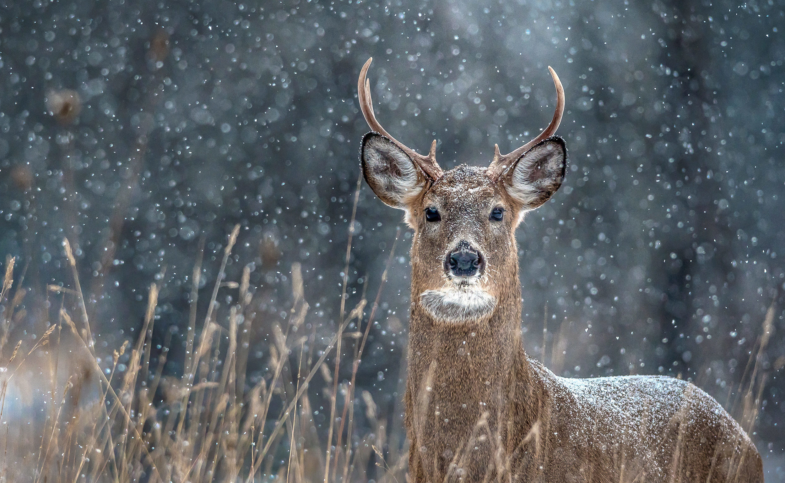Canadian deer, Nature's wonders, Canadian wildlife, Stunning animals, 2500x1540 HD Desktop
