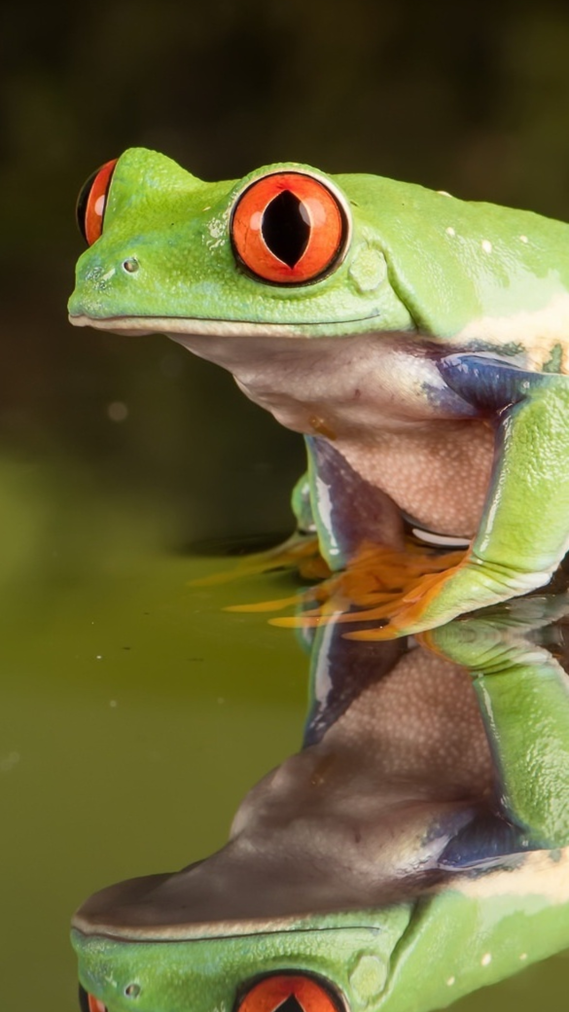 Red Eyed Tree Frog, Sony Xperia X, Premium 4K wallpapers, Nature's wonder, 2160x3840 4K Handy