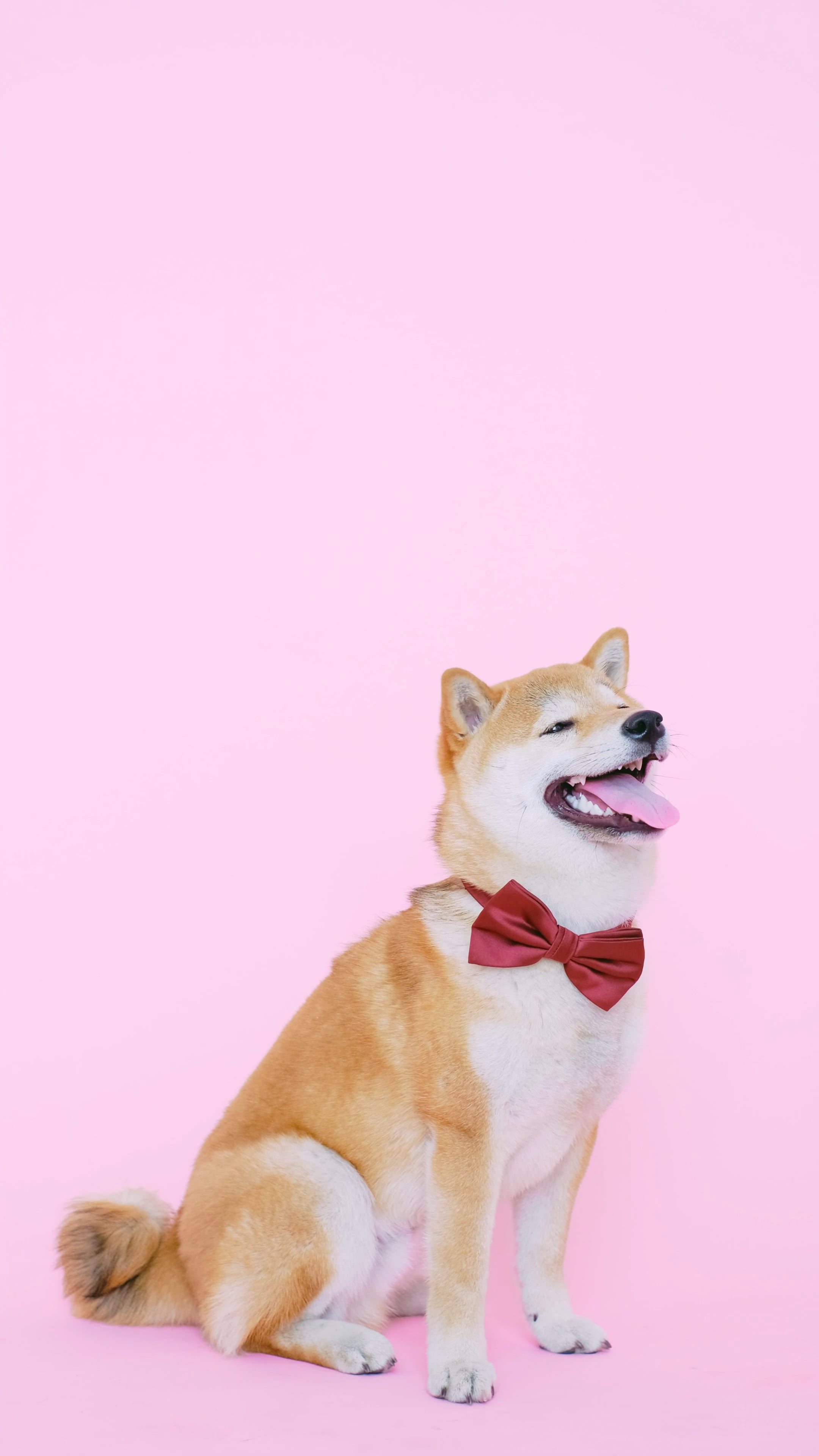 Hokkaido Dog, Cute dog, Bow tie, 2160x3840 4K Phone