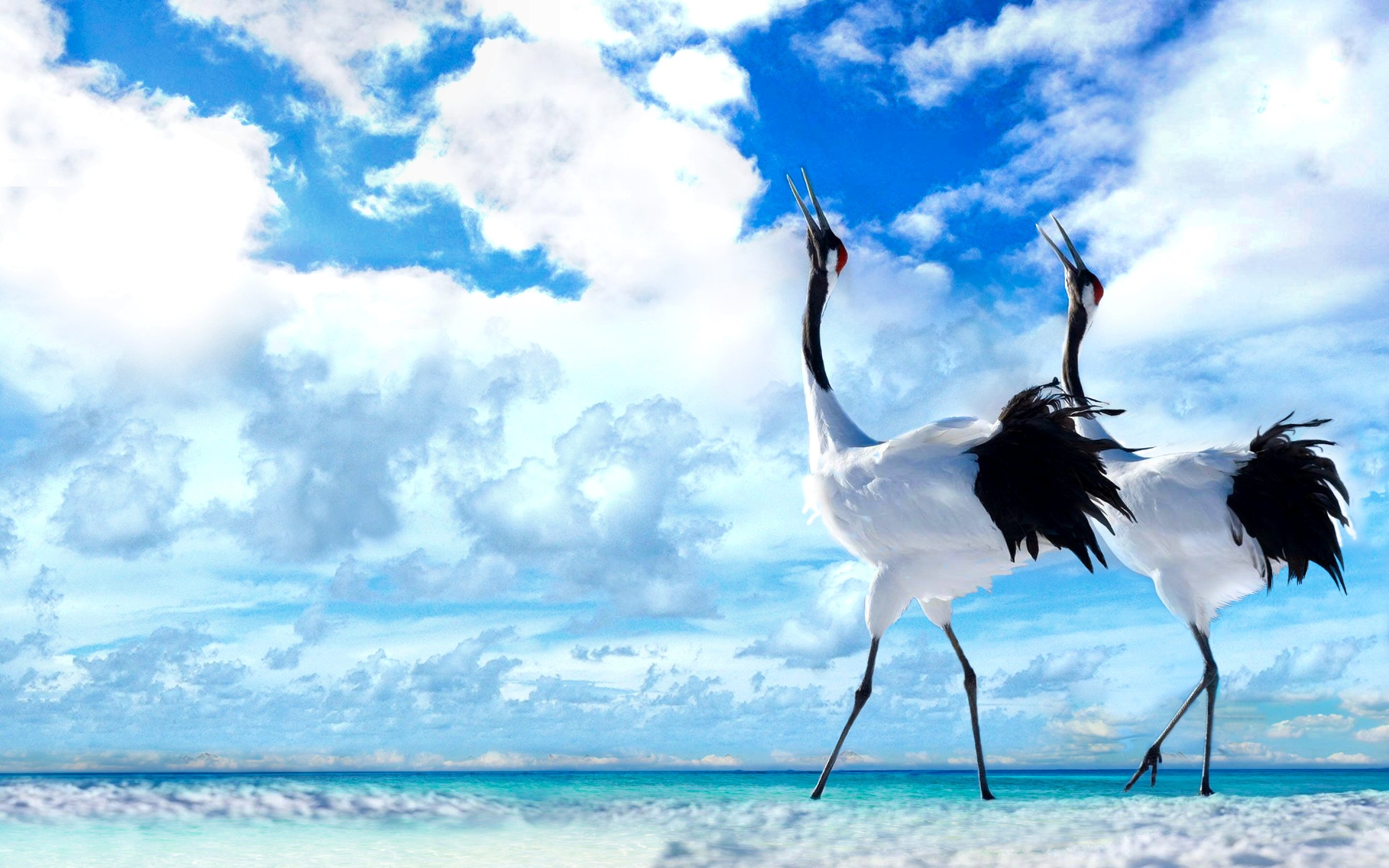 Wallpapers with crane, Avian beauty, Free bird wallpapers, Nature's wonders, 2880x1800 HD Desktop
