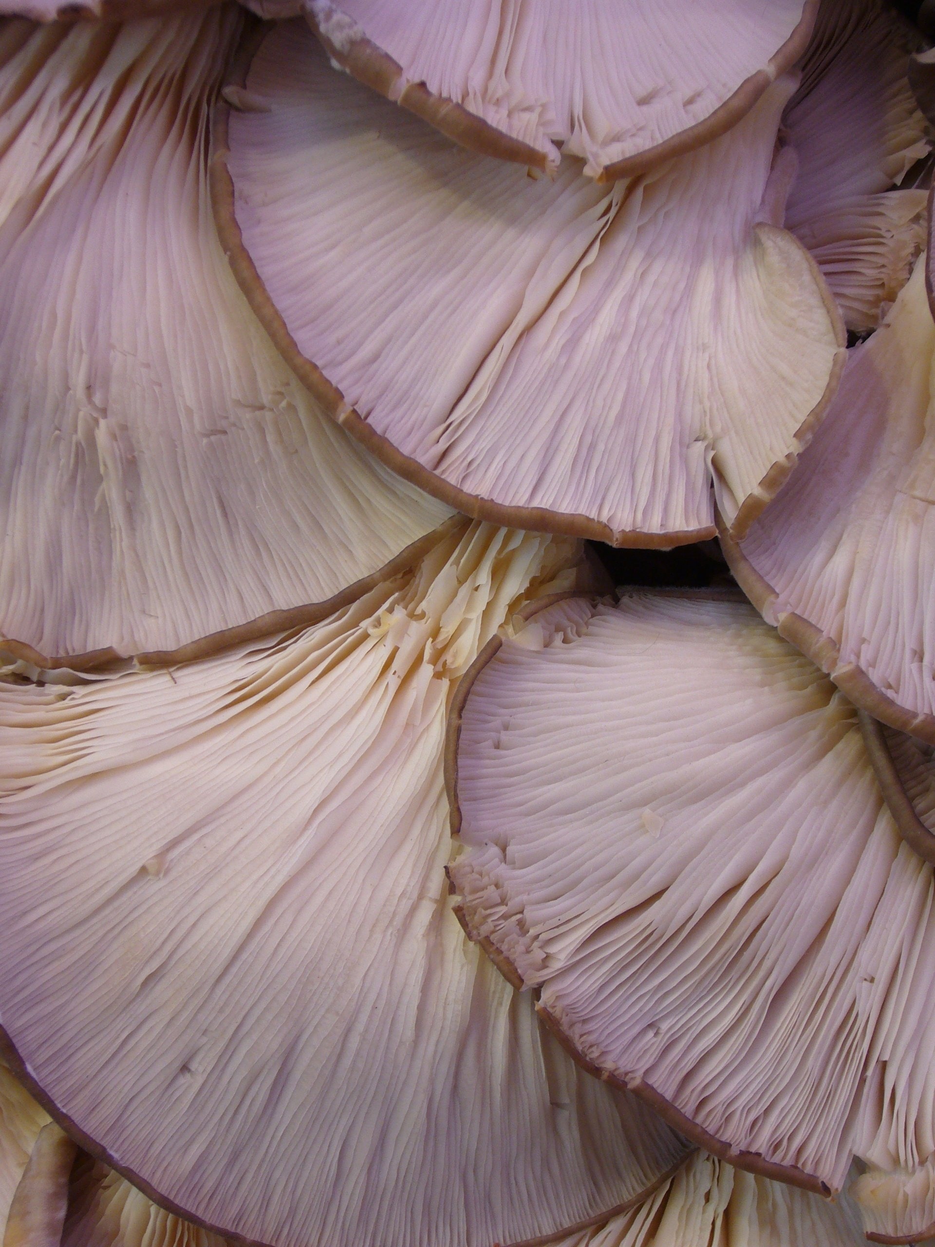 Oyster mushrooms, Culinary delights, Royalty-free images, High-quality, 1920x2560 HD Handy