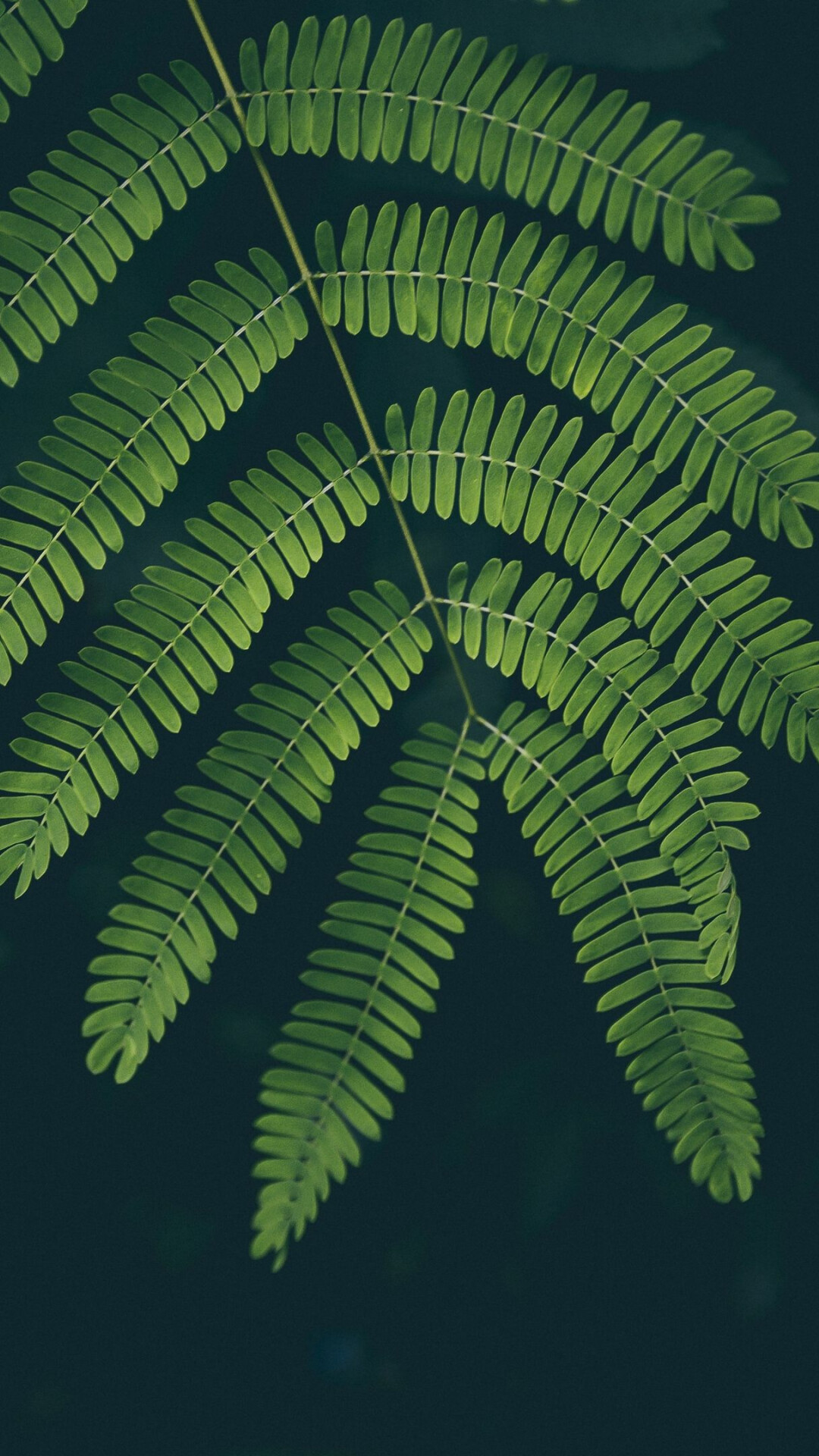 Leaf: Autotrophic green plants, Vegetation, Greenery. 1080x1920 Full HD Background.