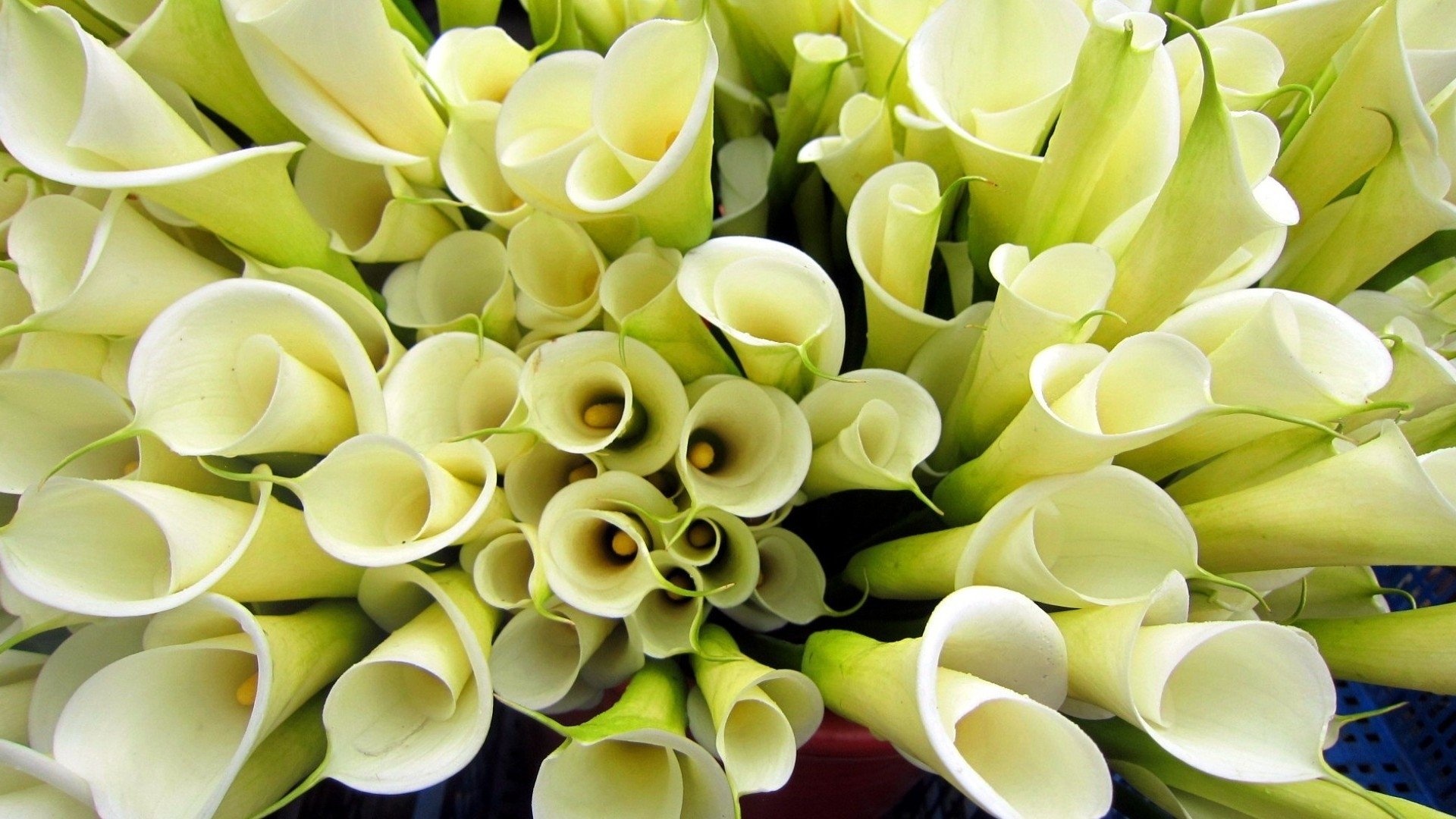 Calla Lily: The plant produce large, showy flowers spathes, Botany. 1920x1080 Full HD Wallpaper.