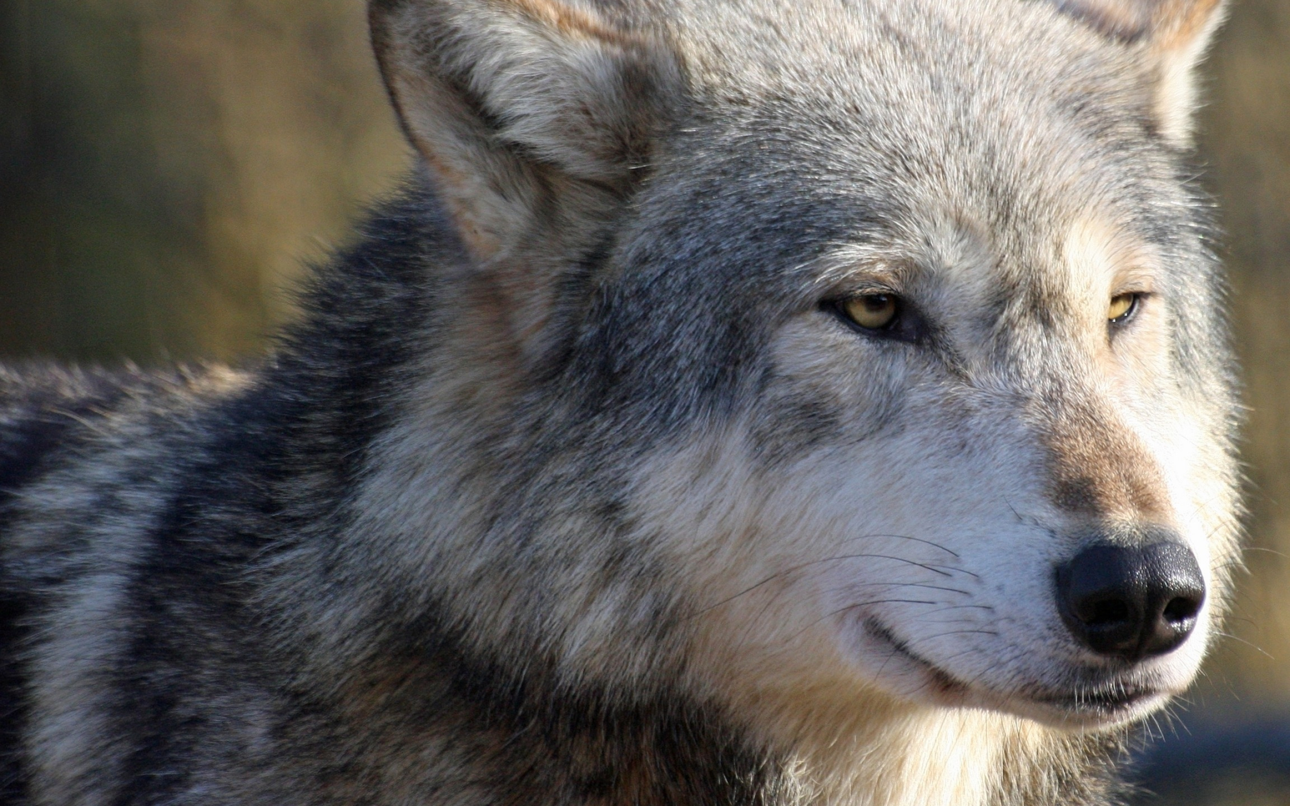 Gray Wolf: A pack hunter, Feeds predominantly on wild herbivorous hoofed mammals: elk, moose, caribou, deer. 2560x1600 HD Background.