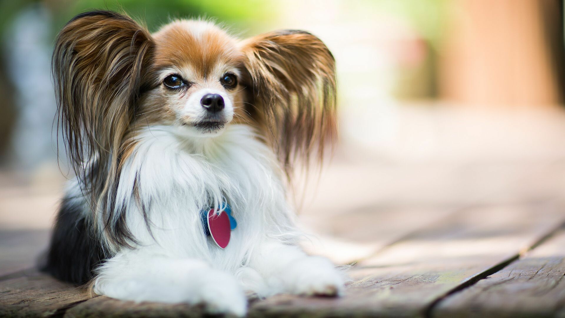Papillon Dog: The breed is clearly shown in a family portrait of Louis XIV. 1920x1080 Full HD Wallpaper.