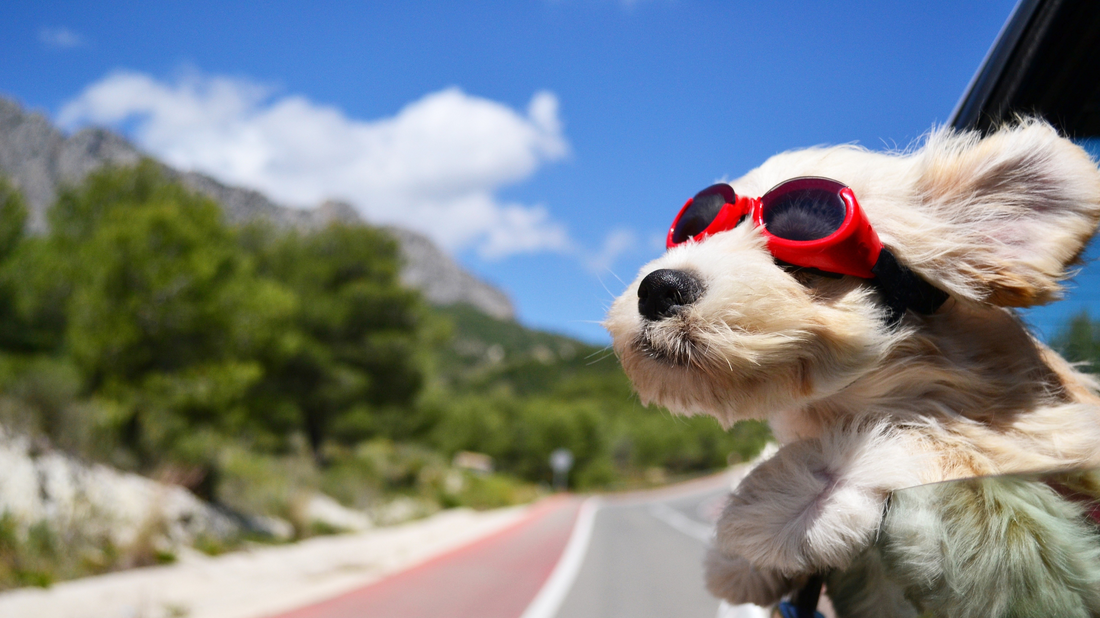 Aidi dog, Dog with glasses, Chromebook pixel, HD 4K, 3840x2160 4K Desktop