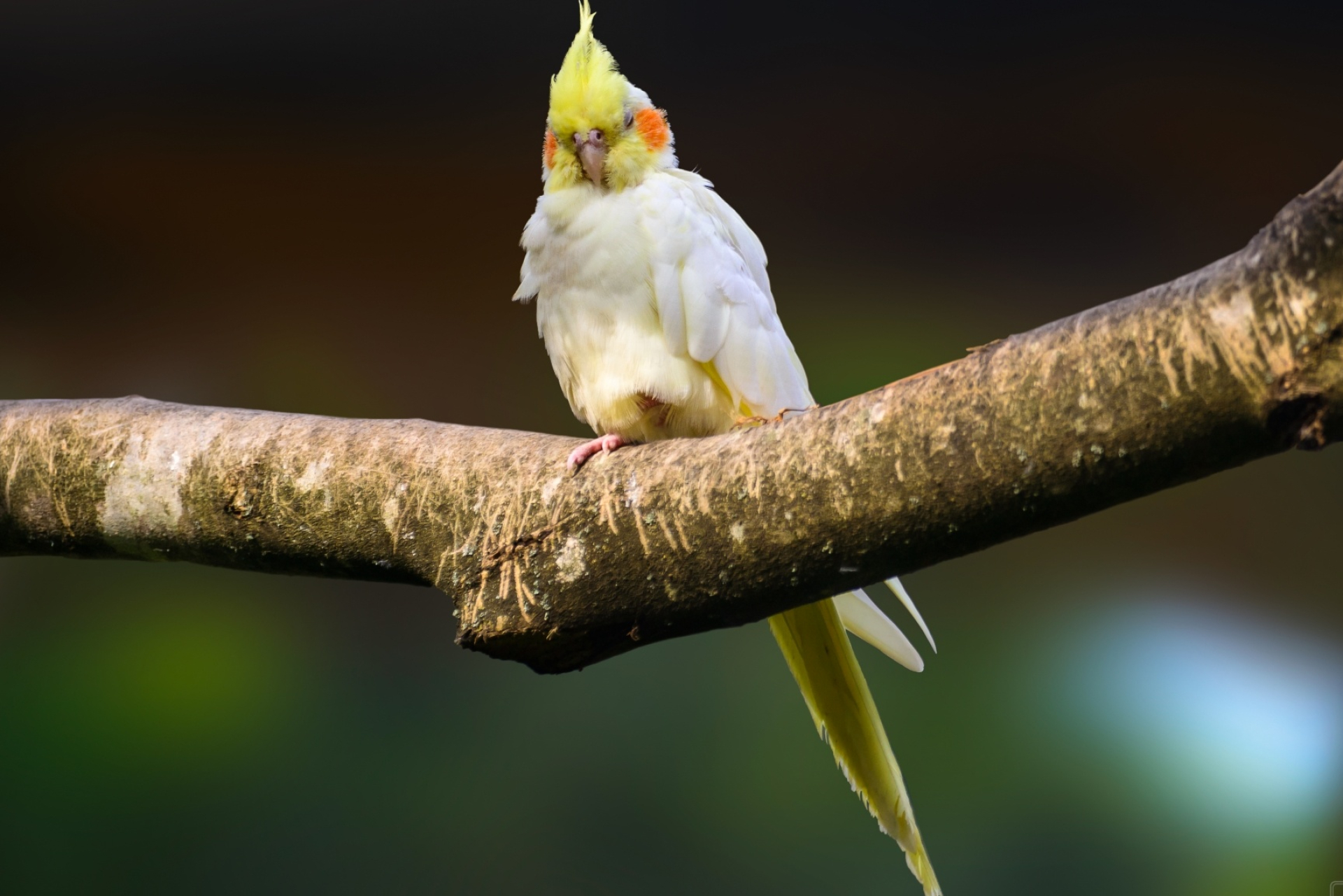 Cockatiel bird, Feathered friend, Bird species, Avian beauty, 1920x1290 HD Desktop