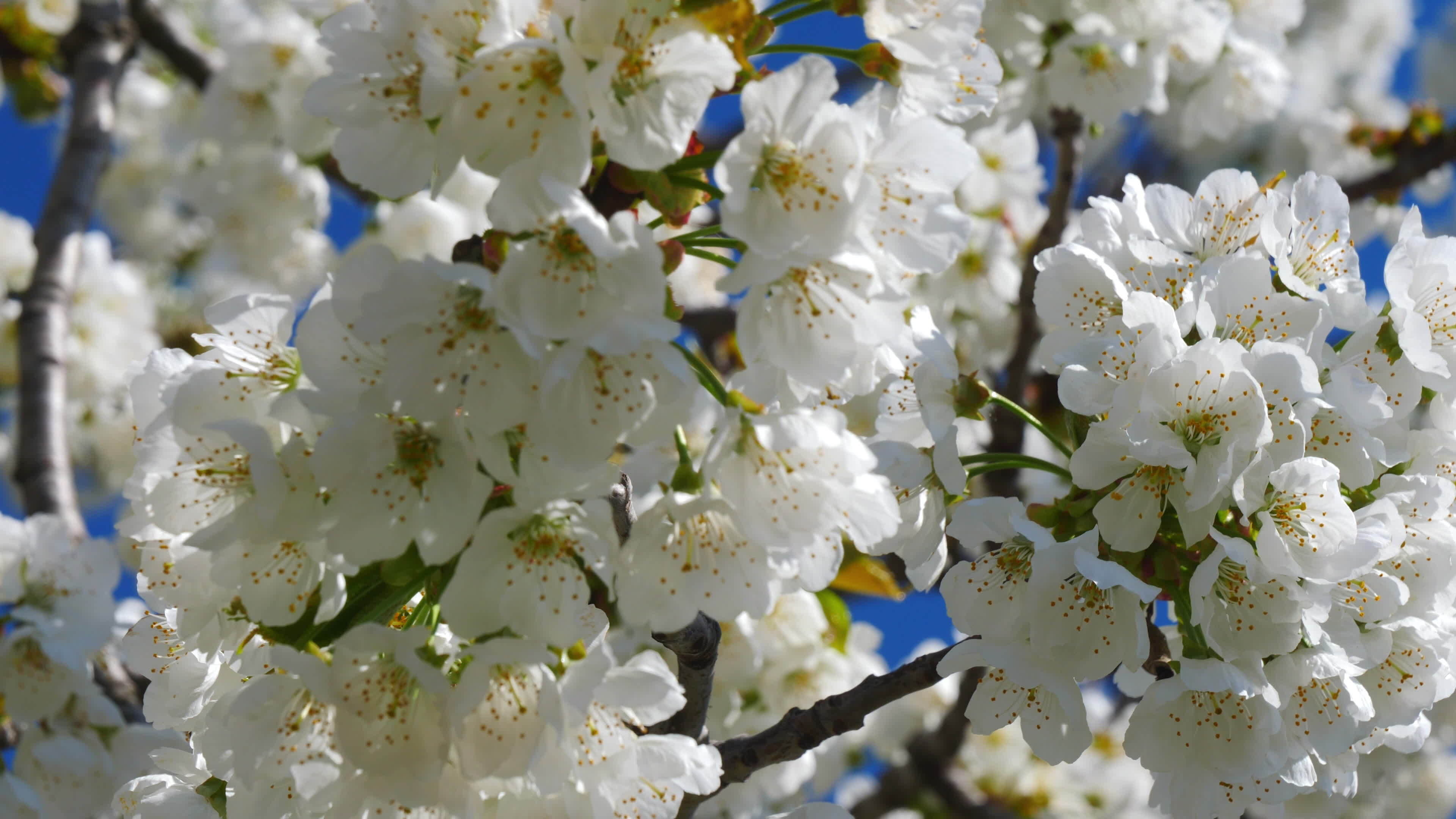 Apple tree flowers blossoming, Close-up view, Stock video, Nature's wonders, 3840x2160 4K Desktop