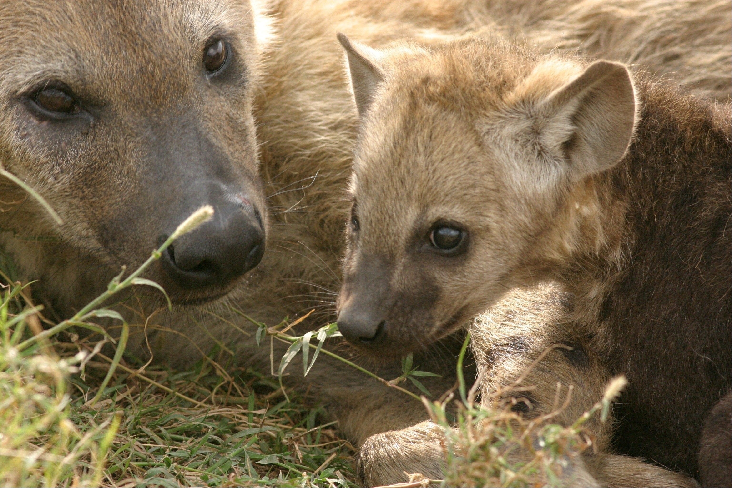 Hyena, Savannah predator, Fierce hunter, African wildlife, 3080x2050 HD Desktop