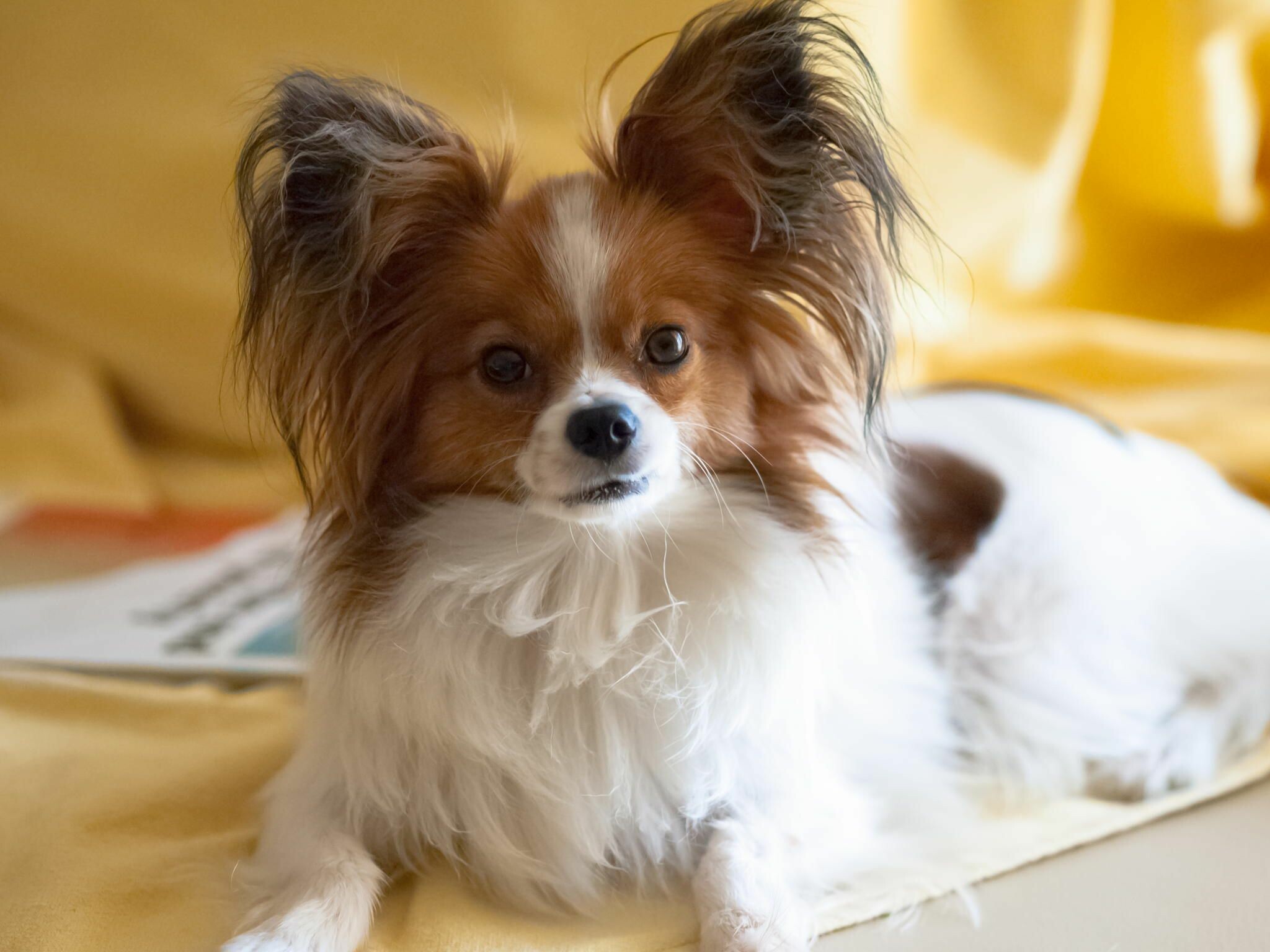 Papillon Dog: The breed is sensitive to cold temperatures because of their single-coated fur. 2050x1540 HD Wallpaper.