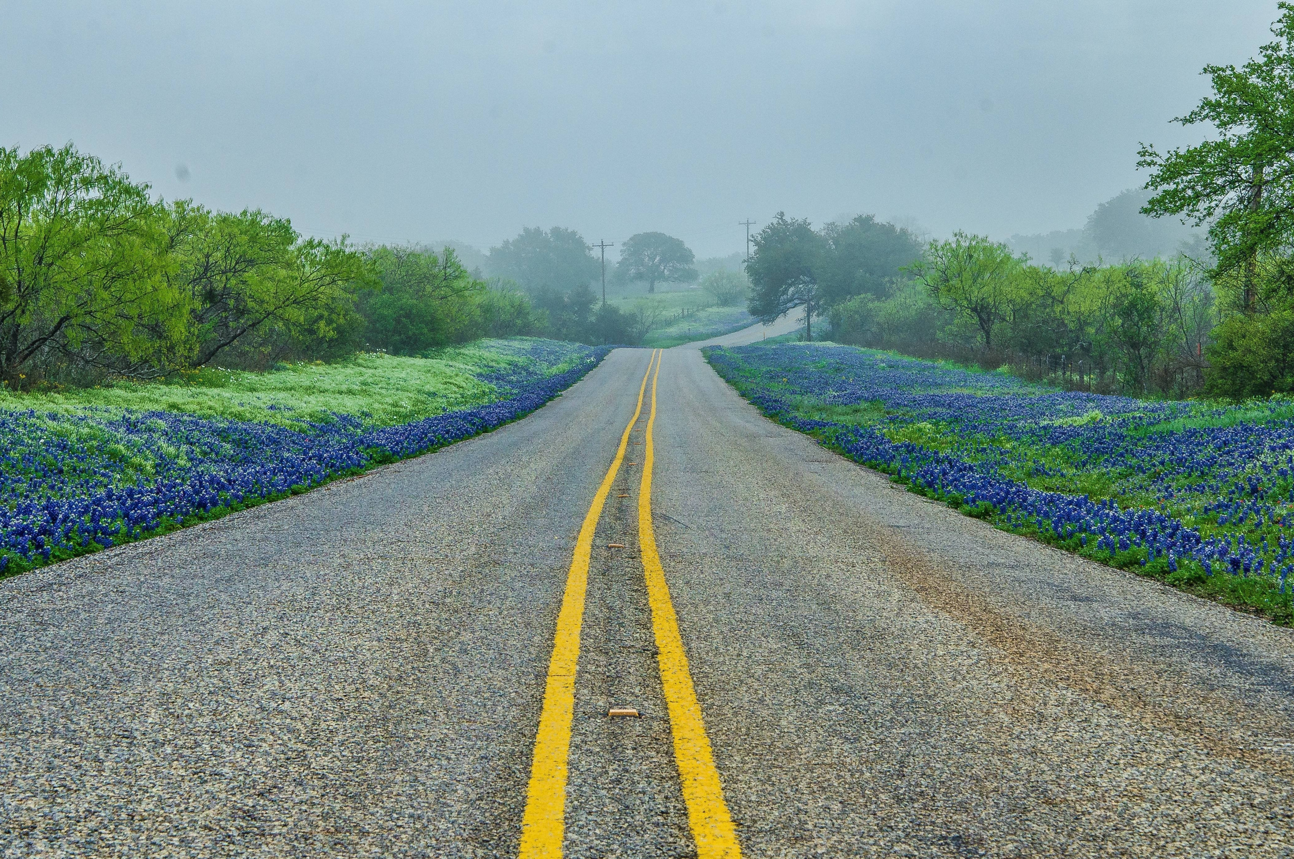 Texas Hill Country, Road trees fog, Landscape background, 2560x1700 HD Desktop