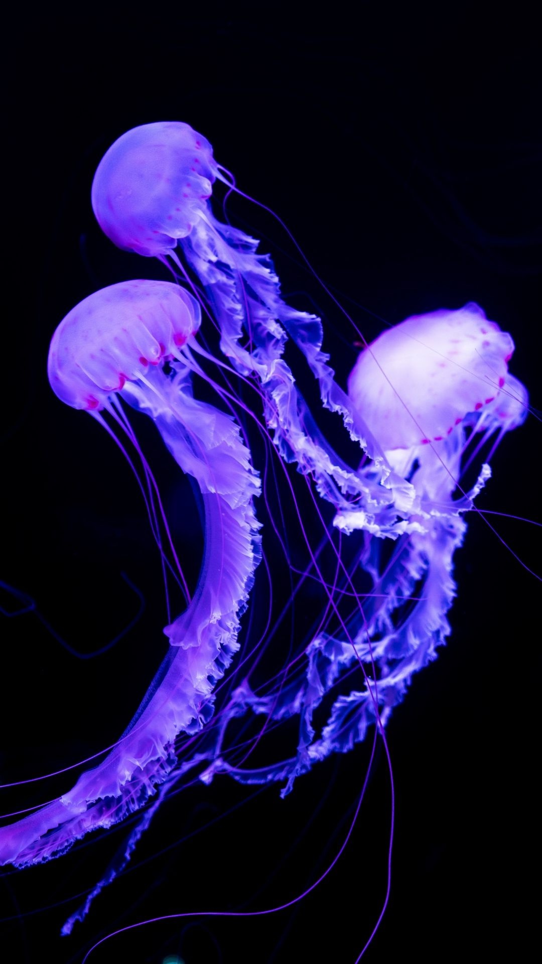 Beautiful jellyfish iPhone wallpaper, Exquisite mobile background, Captivating sea creatures, Aesthetic imagery, 1080x1920 Full HD Phone