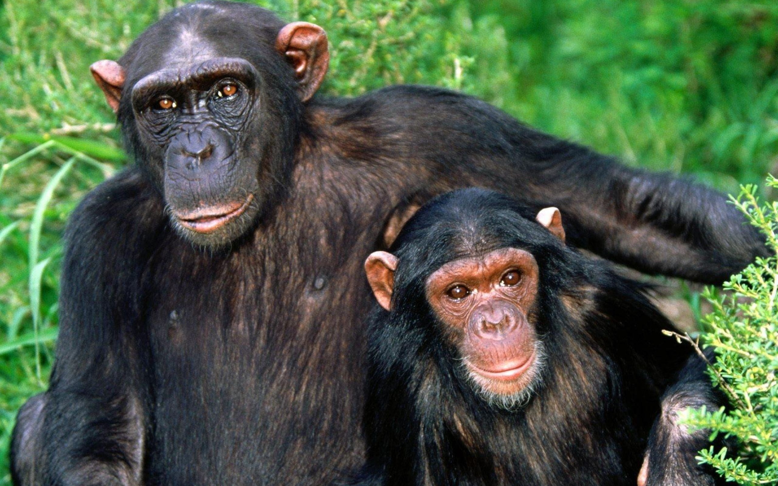 Chimpanzee, Majestic creatures, Nature's wonders, Primate behavior, 2560x1600 HD Desktop