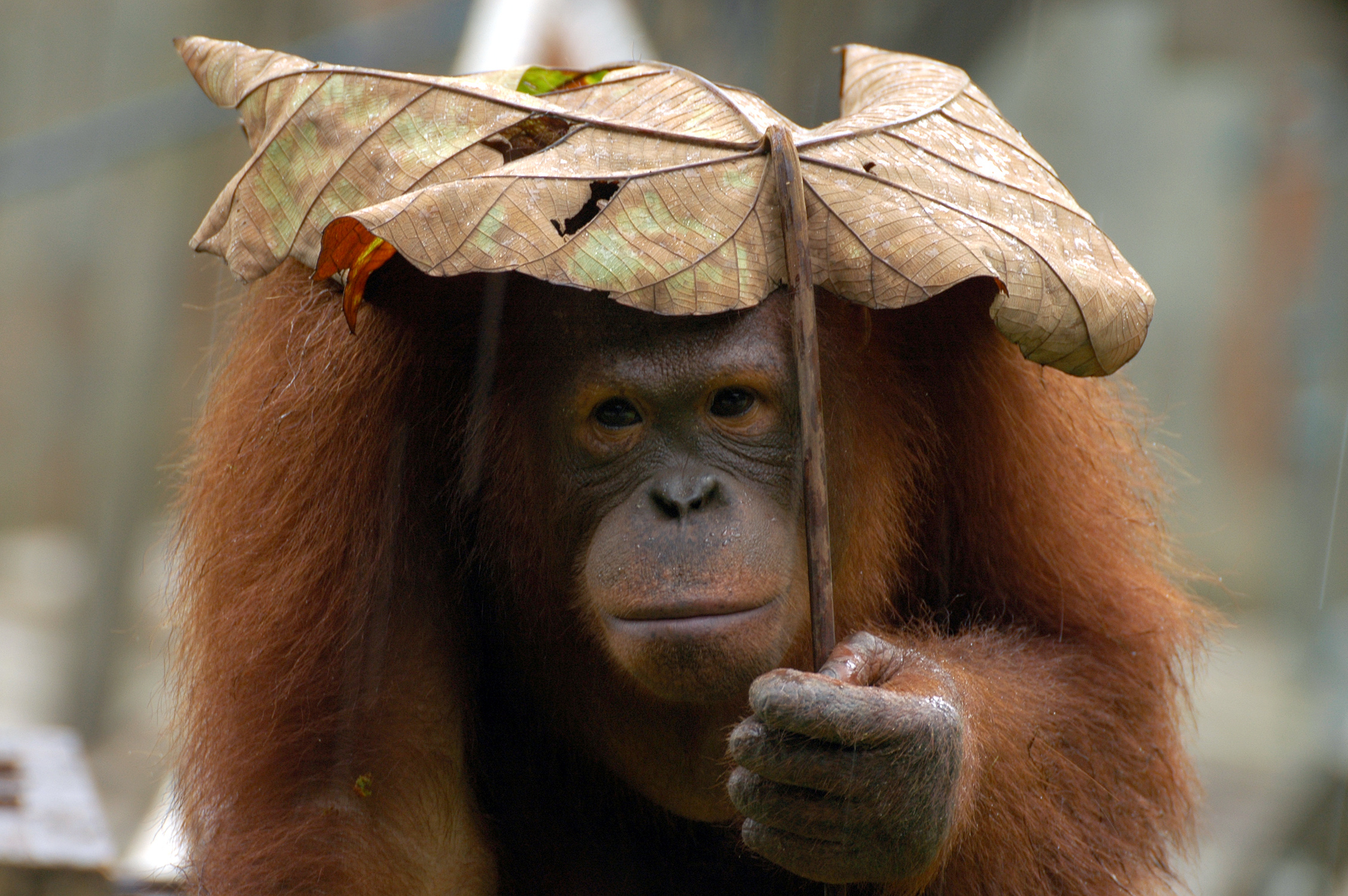 Orangutan, Primate affection, Mother and baby, Wildlife photography, 2260x1500 HD Desktop