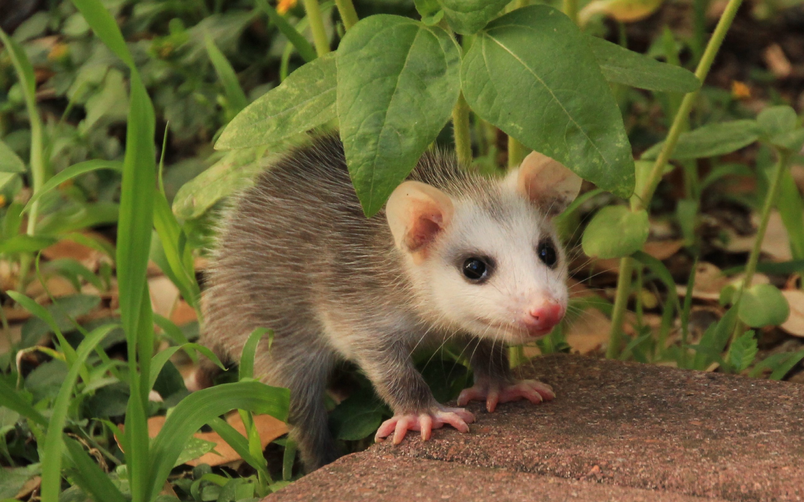 Opossum, nocturnal marsupial, Wildlife photography, Natural habitats, 2560x1600 HD Desktop