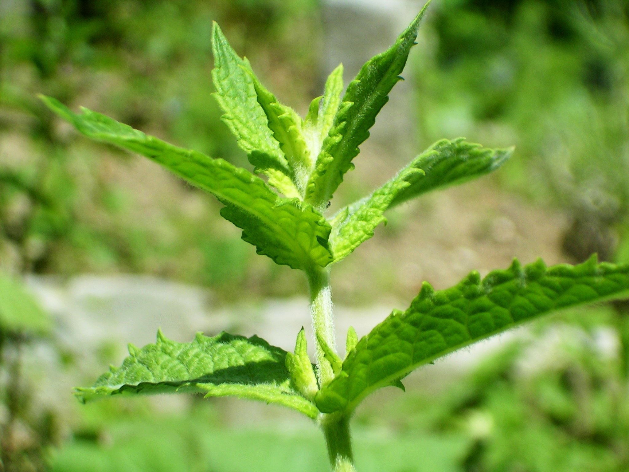 Spearmint Wikipedia, Mentha spicata, Aromatic herb, Medicinal uses, 2050x1540 HD Desktop