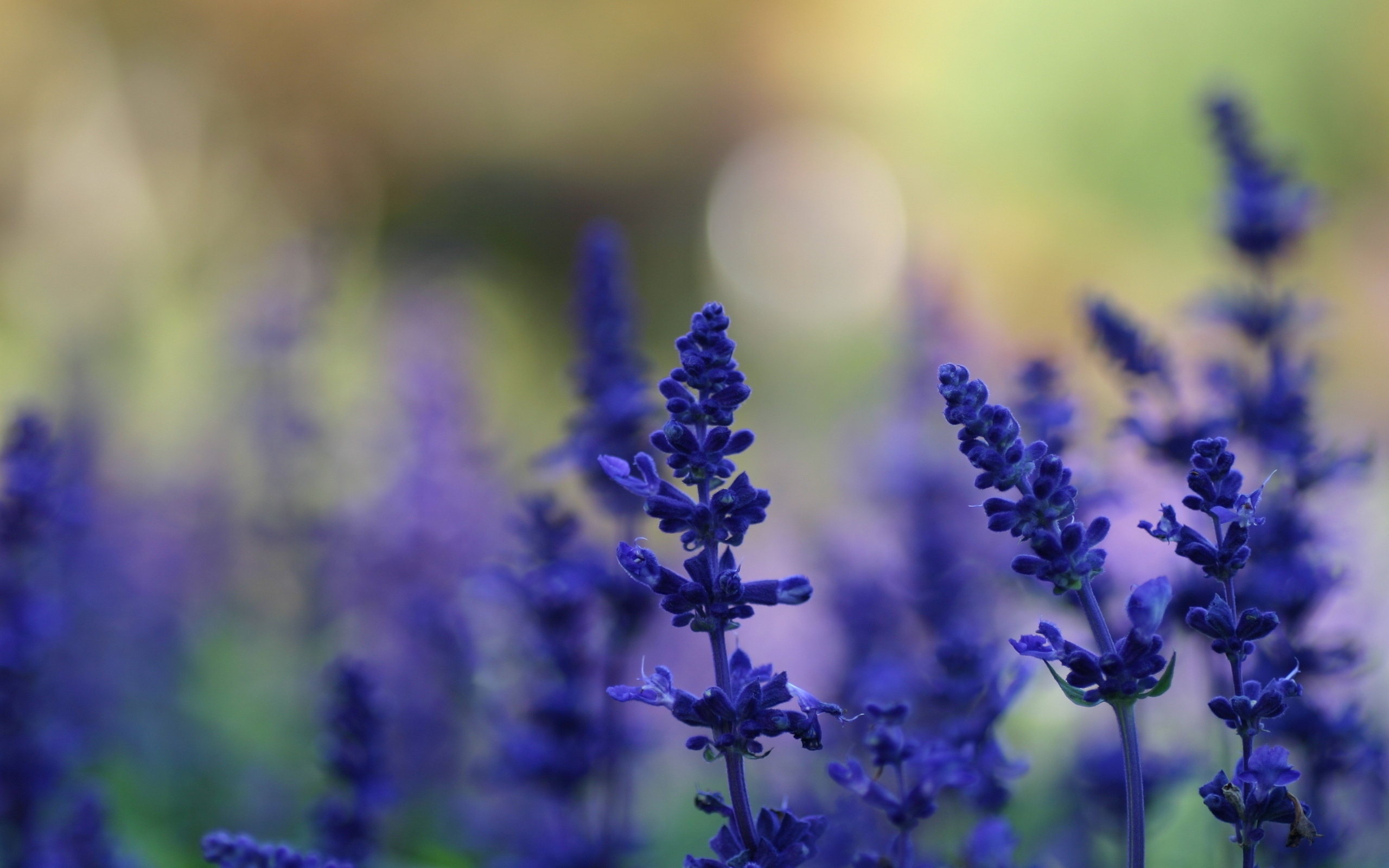 HD lavender wallpaper, Lavender charm, Nature's serenity, Floral symphony, 2560x1600 HD Desktop