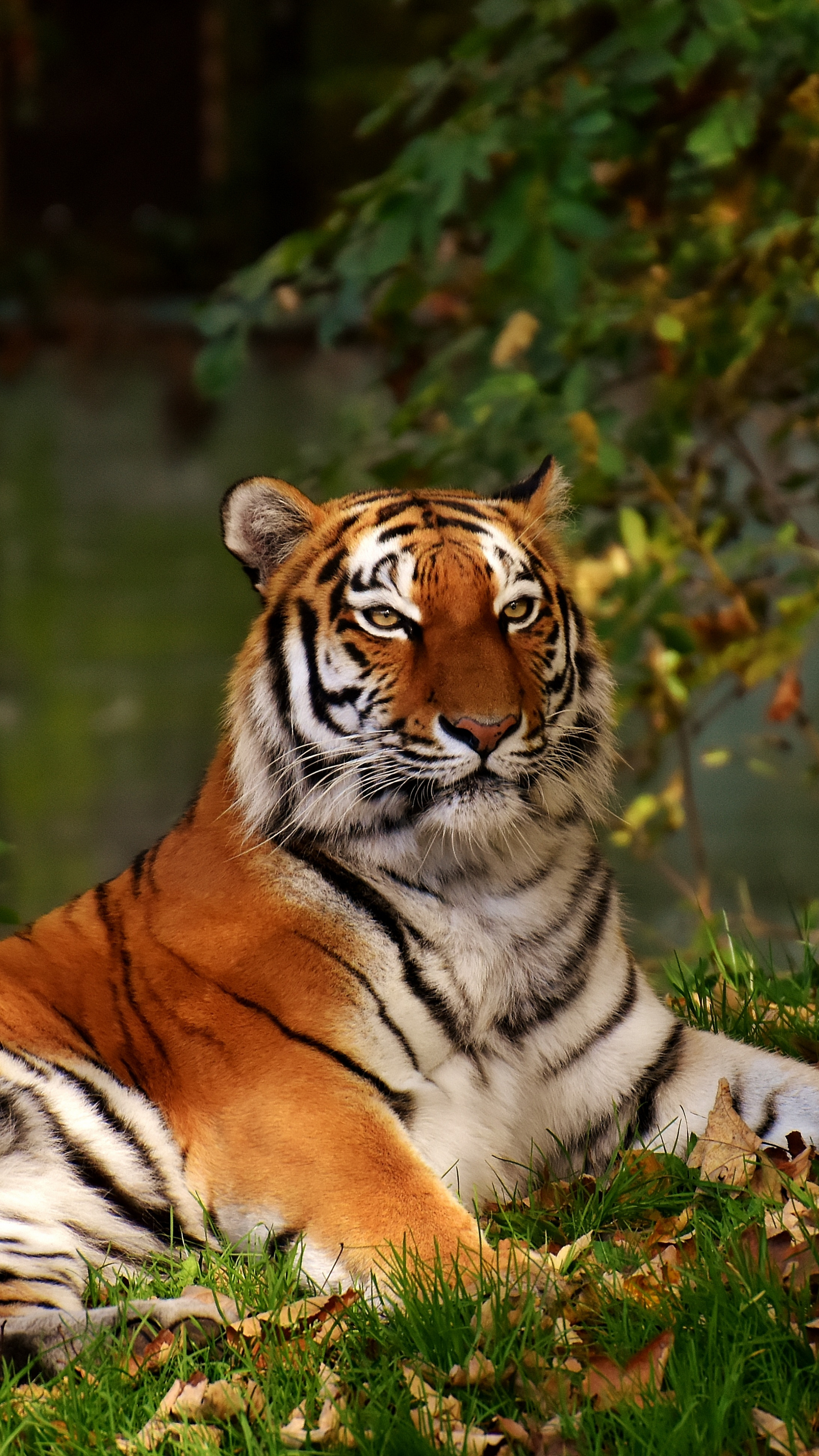 Predator tiger, Calm presence, Sony Xperia backgrounds, Striking visuals, 2160x3840 4K Phone