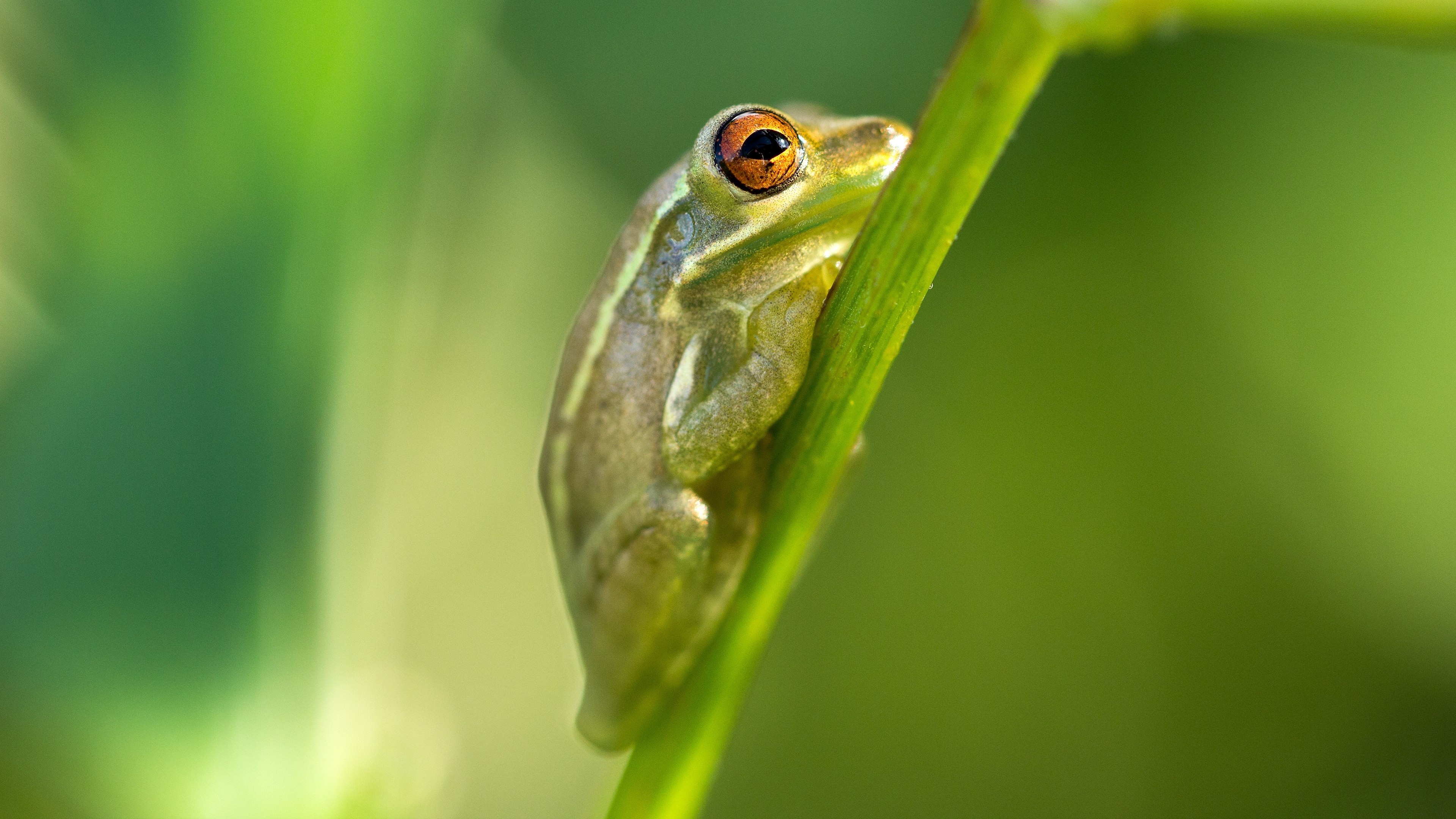 Macro frog wallpaper, Amphibian close-up, Animal photography, Nature-themed, 3840x2160 4K Desktop