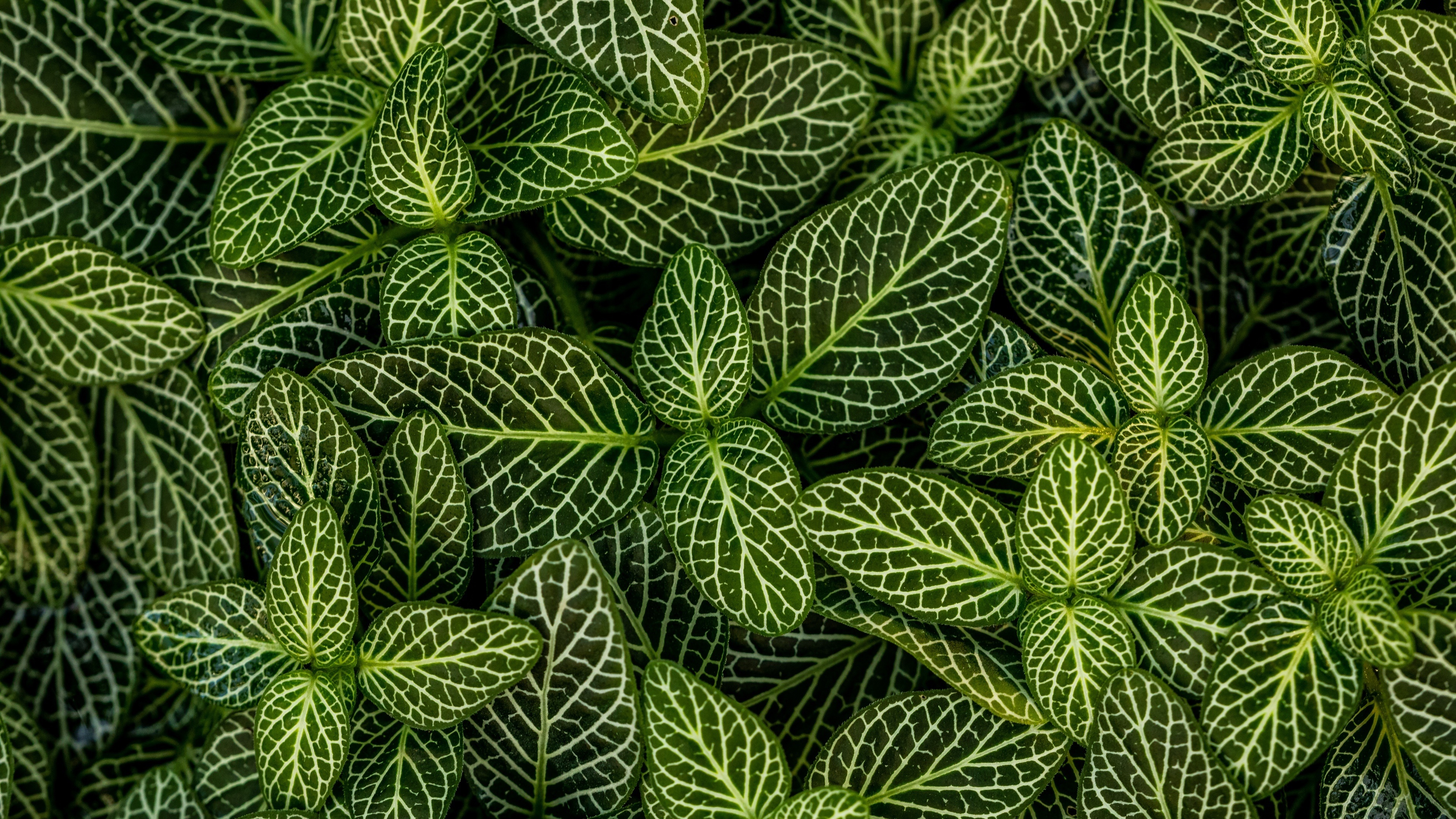 Green Leaf: Fittonia albivenis, A species of flowering plant, native to the rainforests of Colombia, Peru, Bolivia, Ecuador, and northern Brazil. 3840x2160 4K Wallpaper.