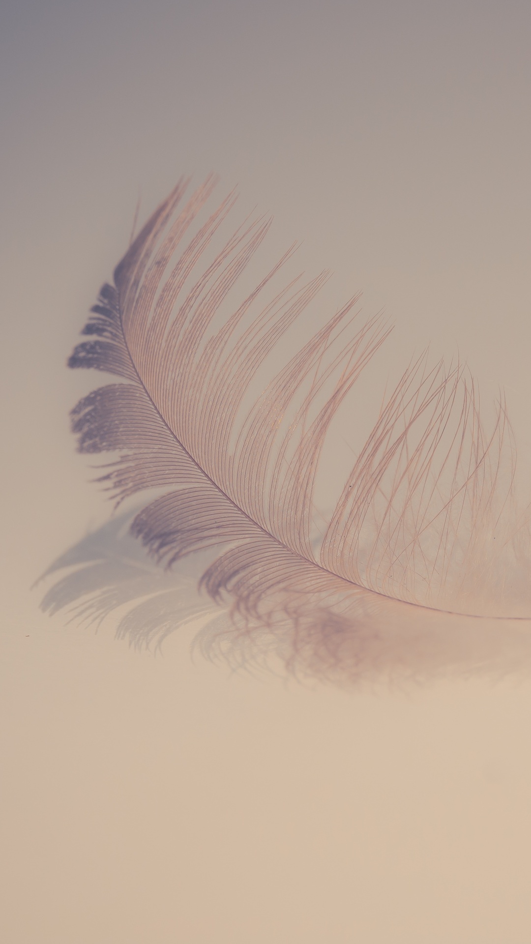 Feather: The rachis, The softer side branches known as barbs. 1080x1920 Full HD Wallpaper.