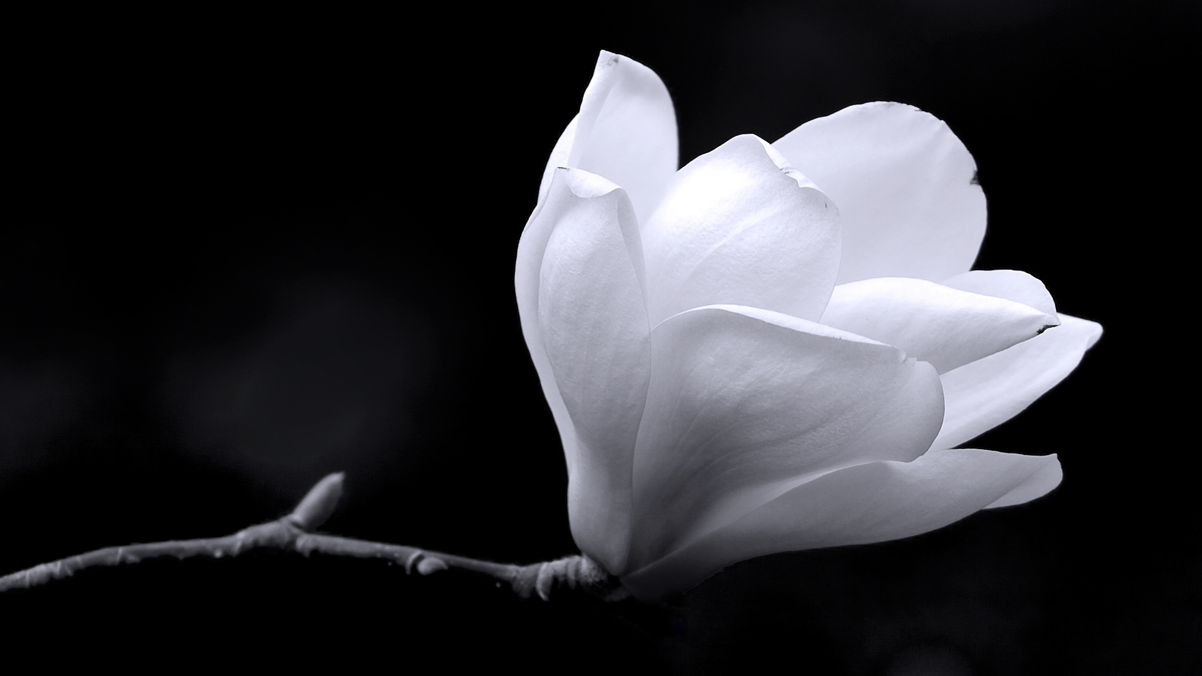 White magnolia, Black background wallpaper, 44514 Baltana, 3840x2160 4K Desktop