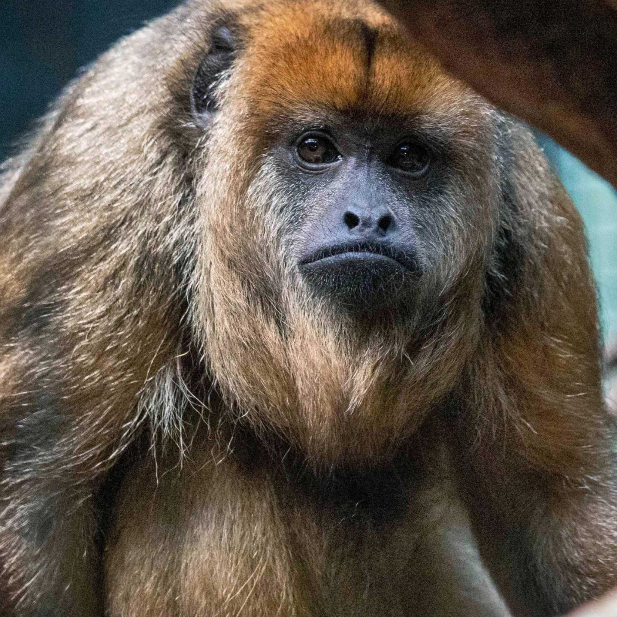 Howler Monkey, Bridgeport's beardsley zoo addition, Primate family bond, Animal sanctuary, 2050x2050 HD Phone