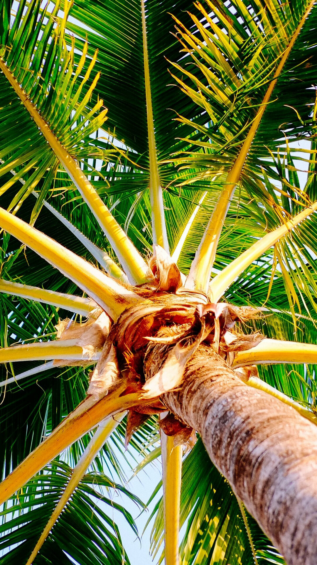 Palm Tree: One of the most recognizable plants of the tropics. 1080x1920 Full HD Background.