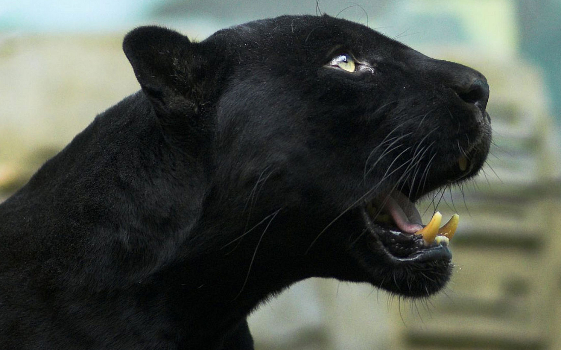 Black Panther (Animal): Melanistic big cats, found in South America, especially in the Amazon rainforest. 1920x1200 HD Background.