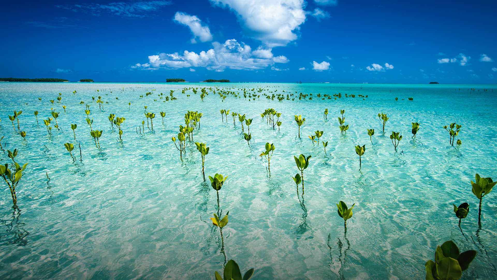 Tuvalu travels, Young mangroves, Marine park, Ecosystem preservation, 1920x1080 Full HD Desktop
