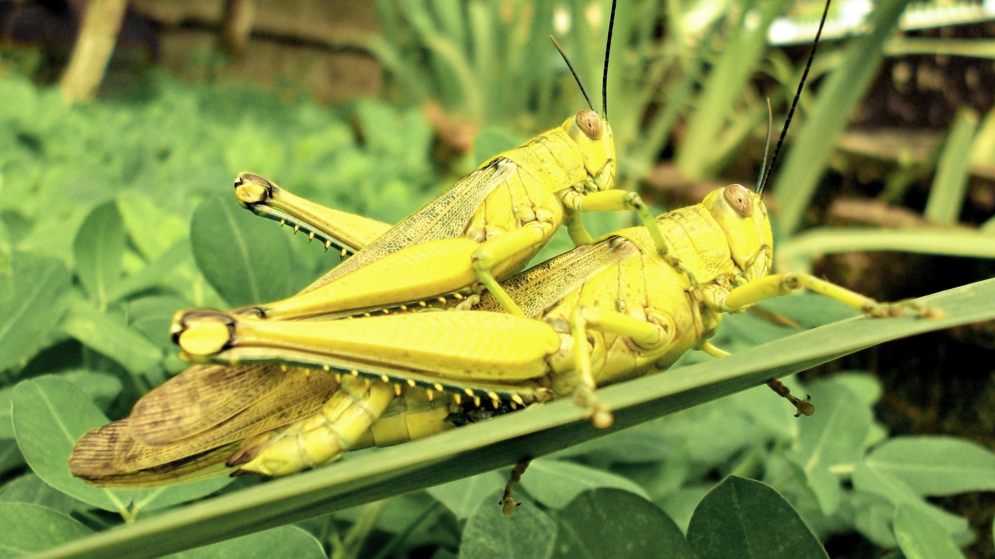 Green insects, Grasshopper, Wild animals, HD wallpaper, 3200x1800 HD Desktop