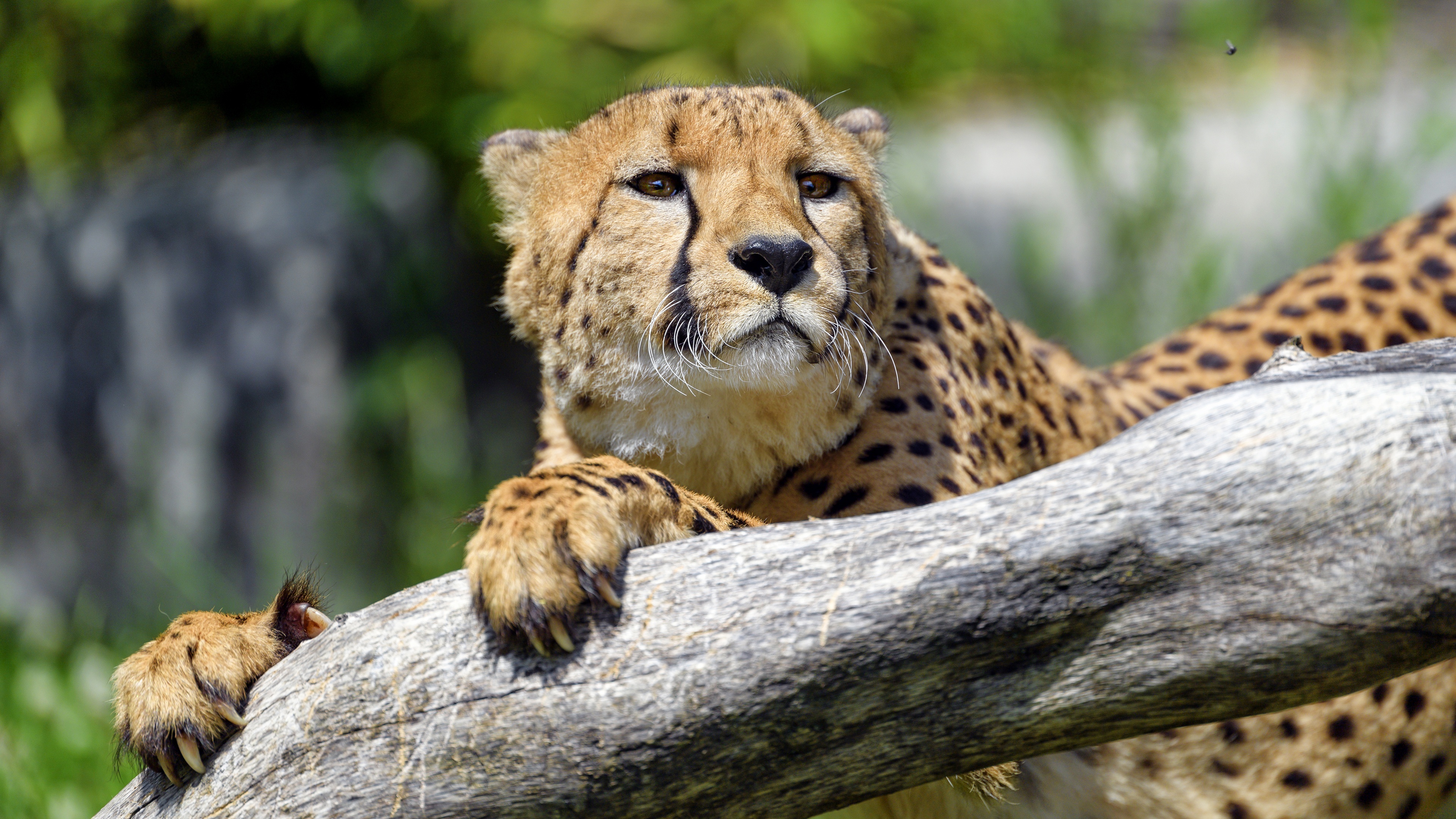 Ultra HD cheetah wallpaper, Exquisite wild cat, Captivating spotted pattern, Untamed beauty, 3840x2160 4K Desktop