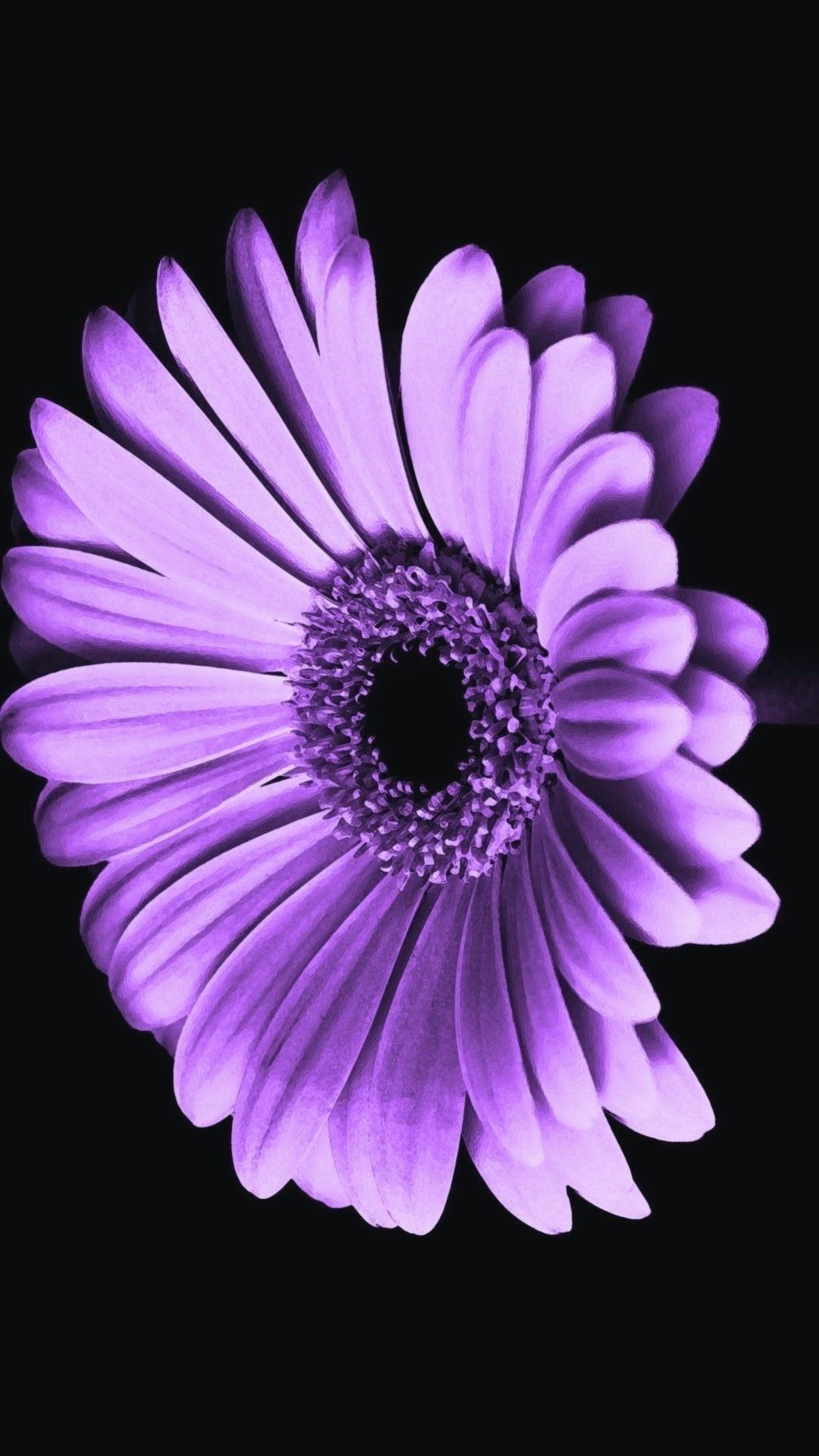 Gerbera Daisy: Known for its vibrant colors and variety of different sizes. 1080x1920 Full HD Wallpaper.